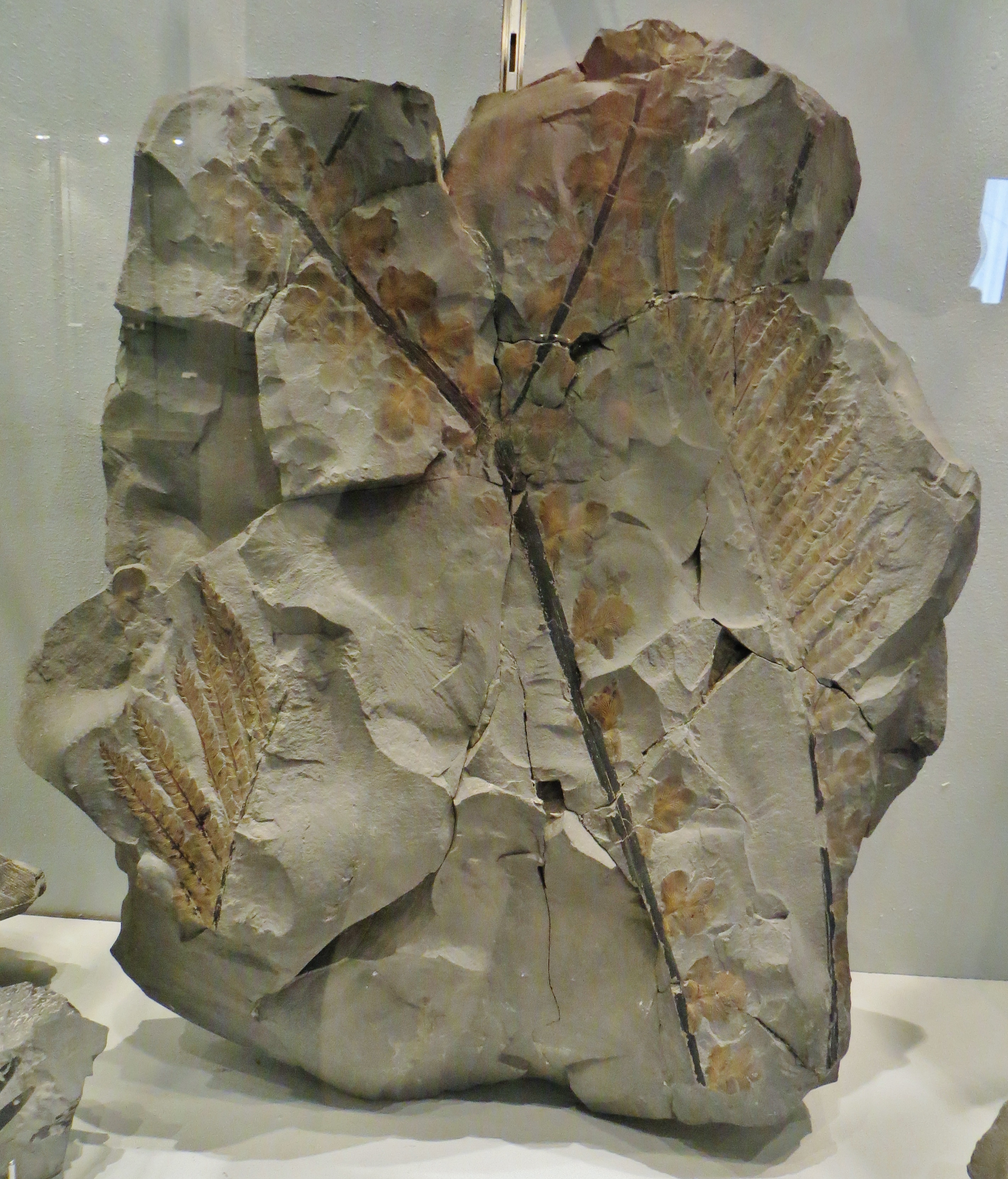 Odontopteris genuina e68