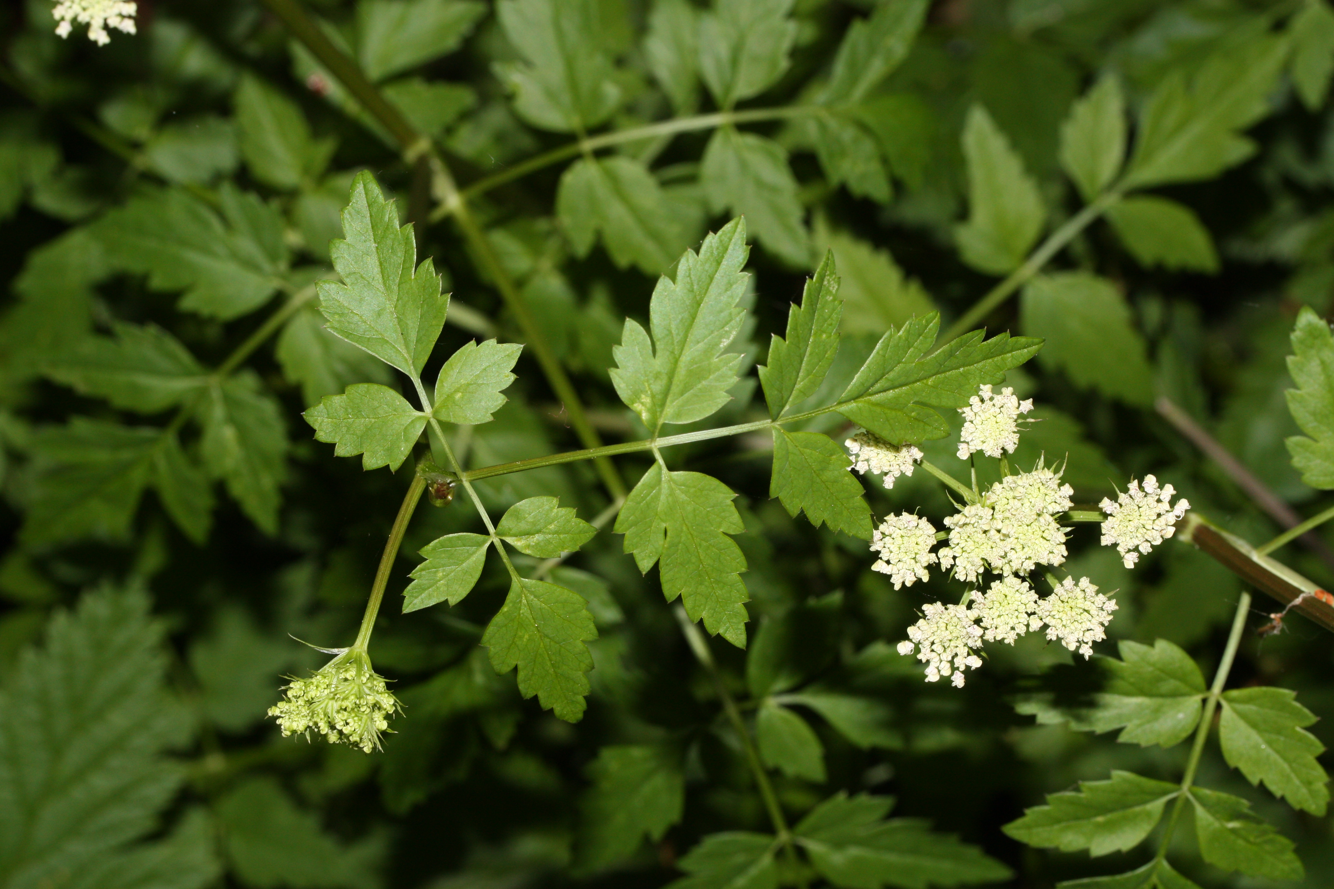 Oenanthe sarmentosa 2946