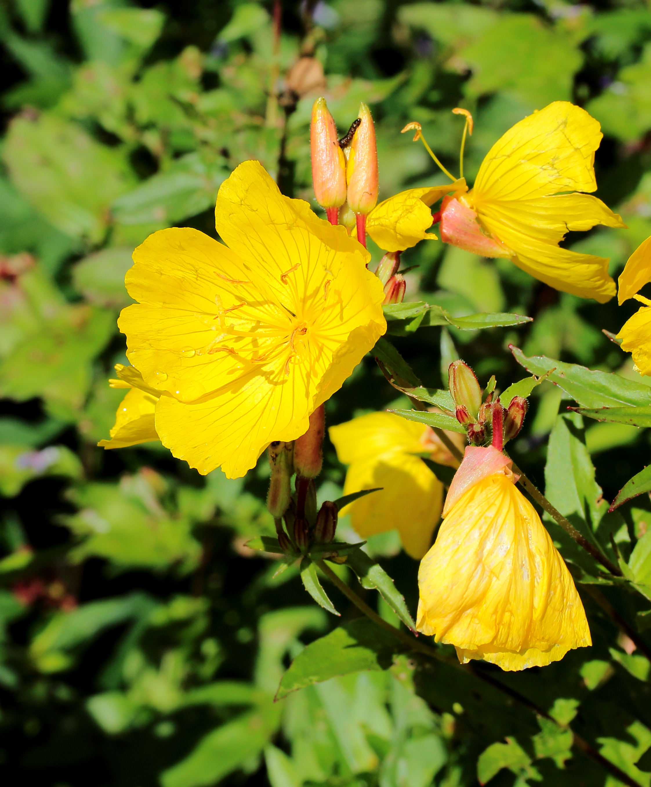 Oenothera fruticosa ssp. glauca. Locatie, Tuinen Mien Ruys