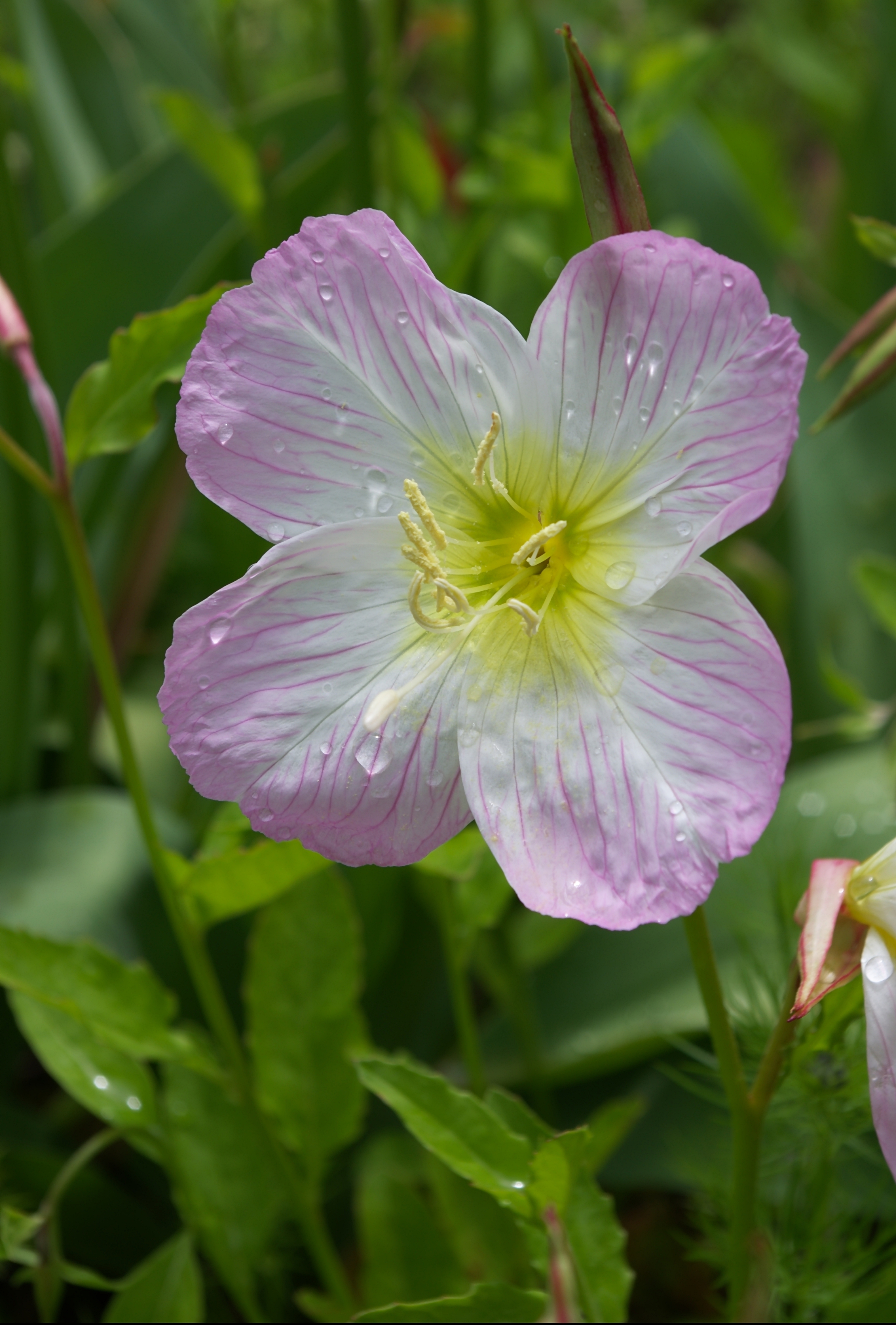 Oenothera speciosa 2012