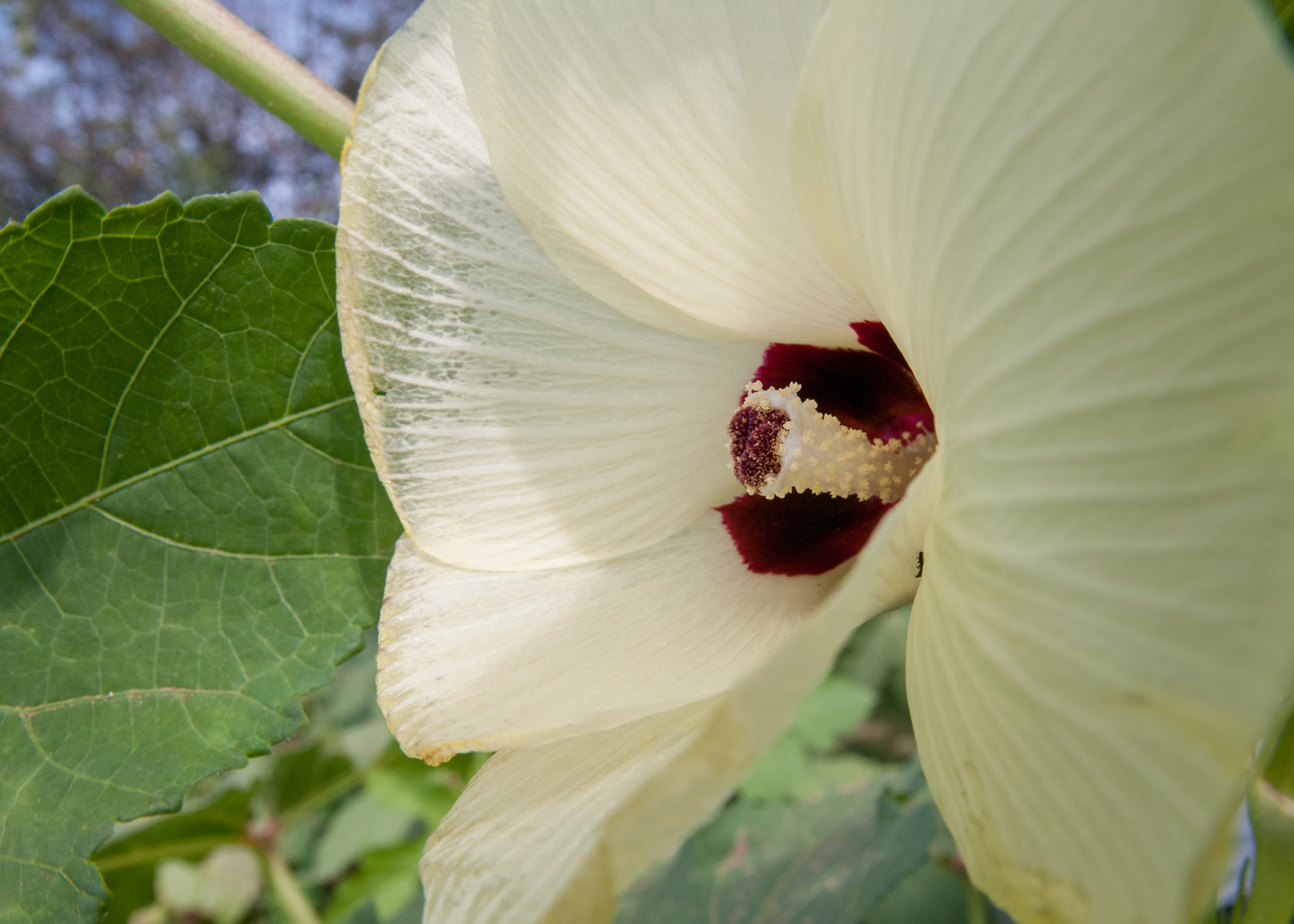 Okra flower 2