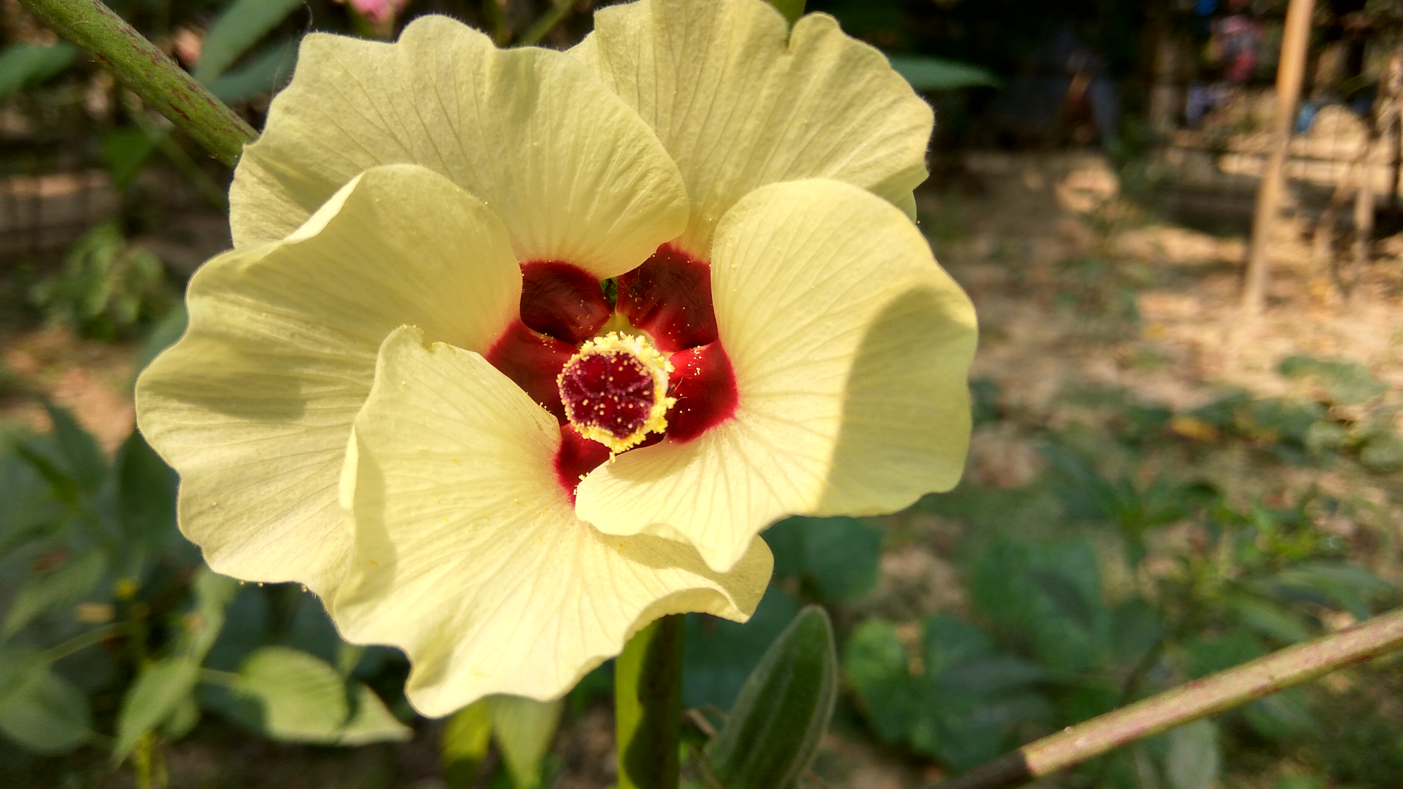 Okra fruit & flower 09