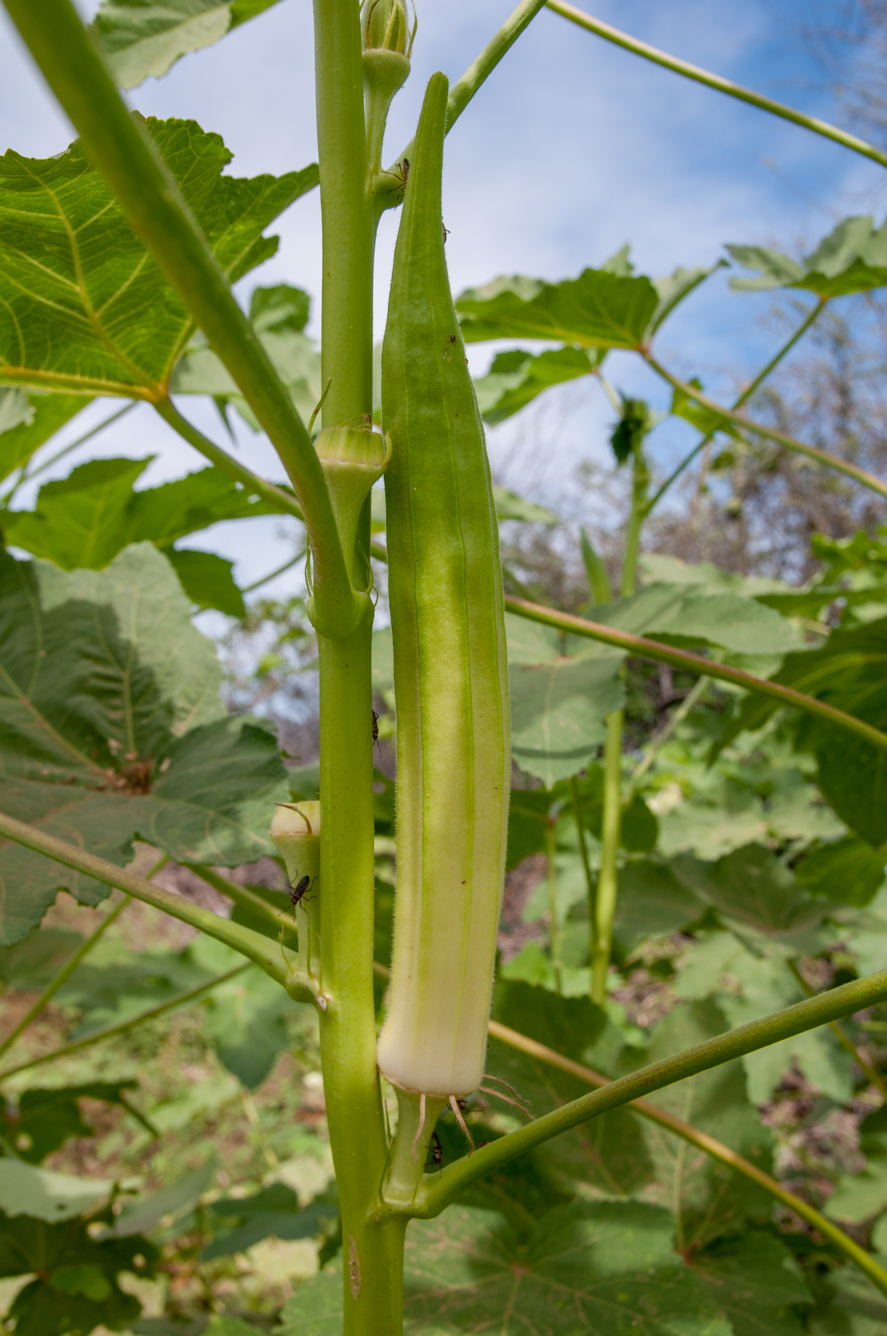 Okra in Margarita Island