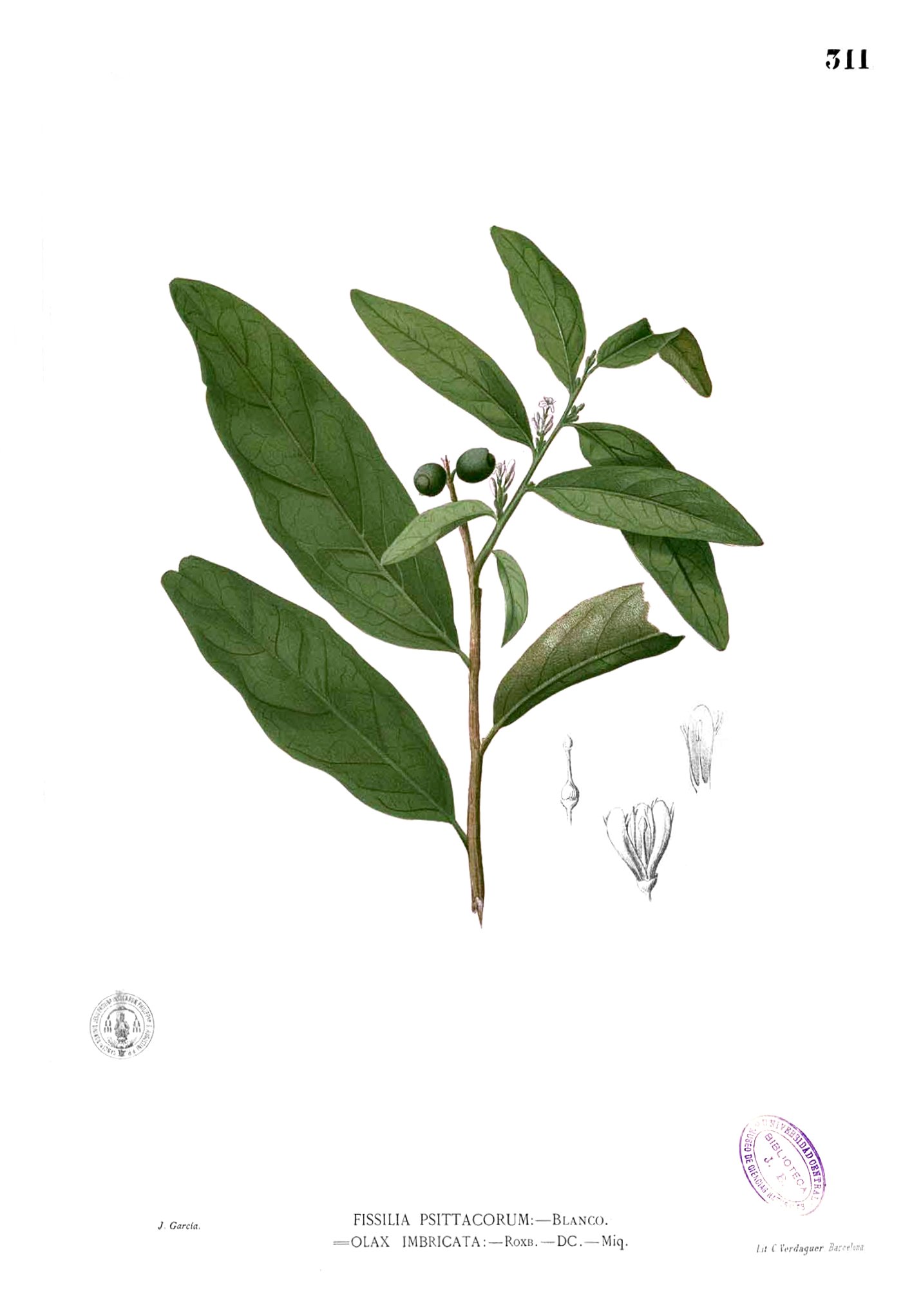 Olax imbricata Blanco2.311