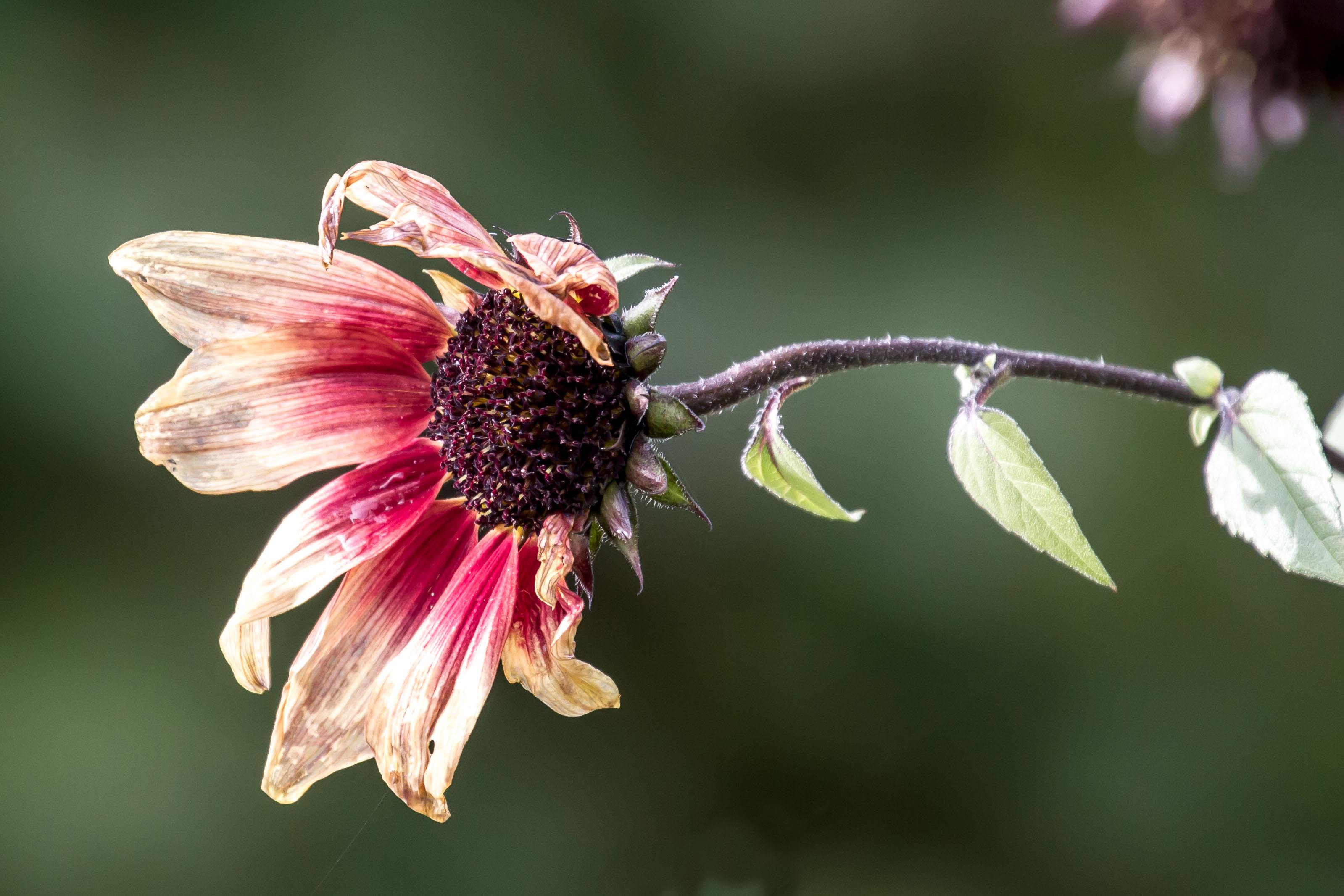 Old dying purple flower