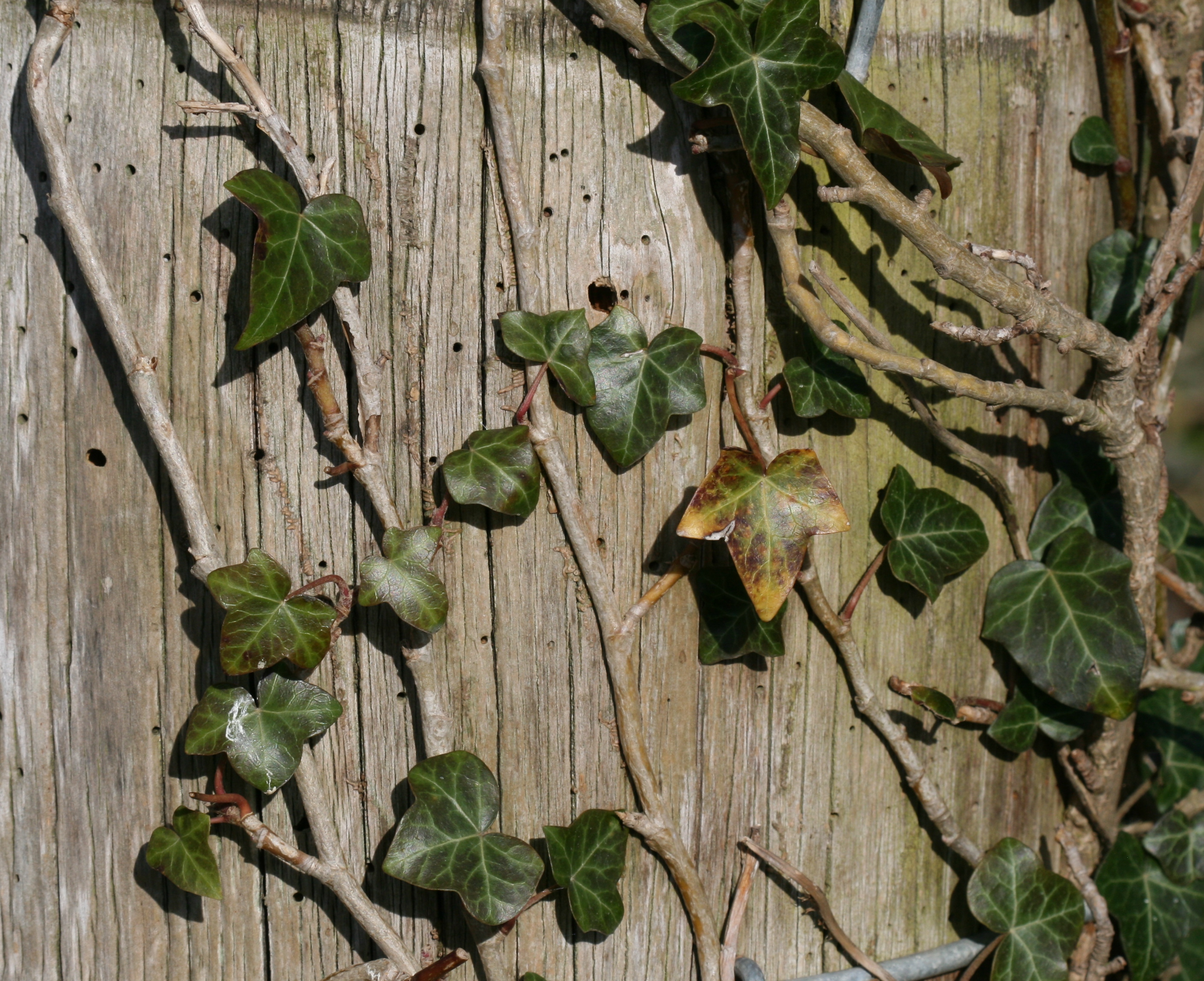 Old post with ivy - Flickr - S. Rae