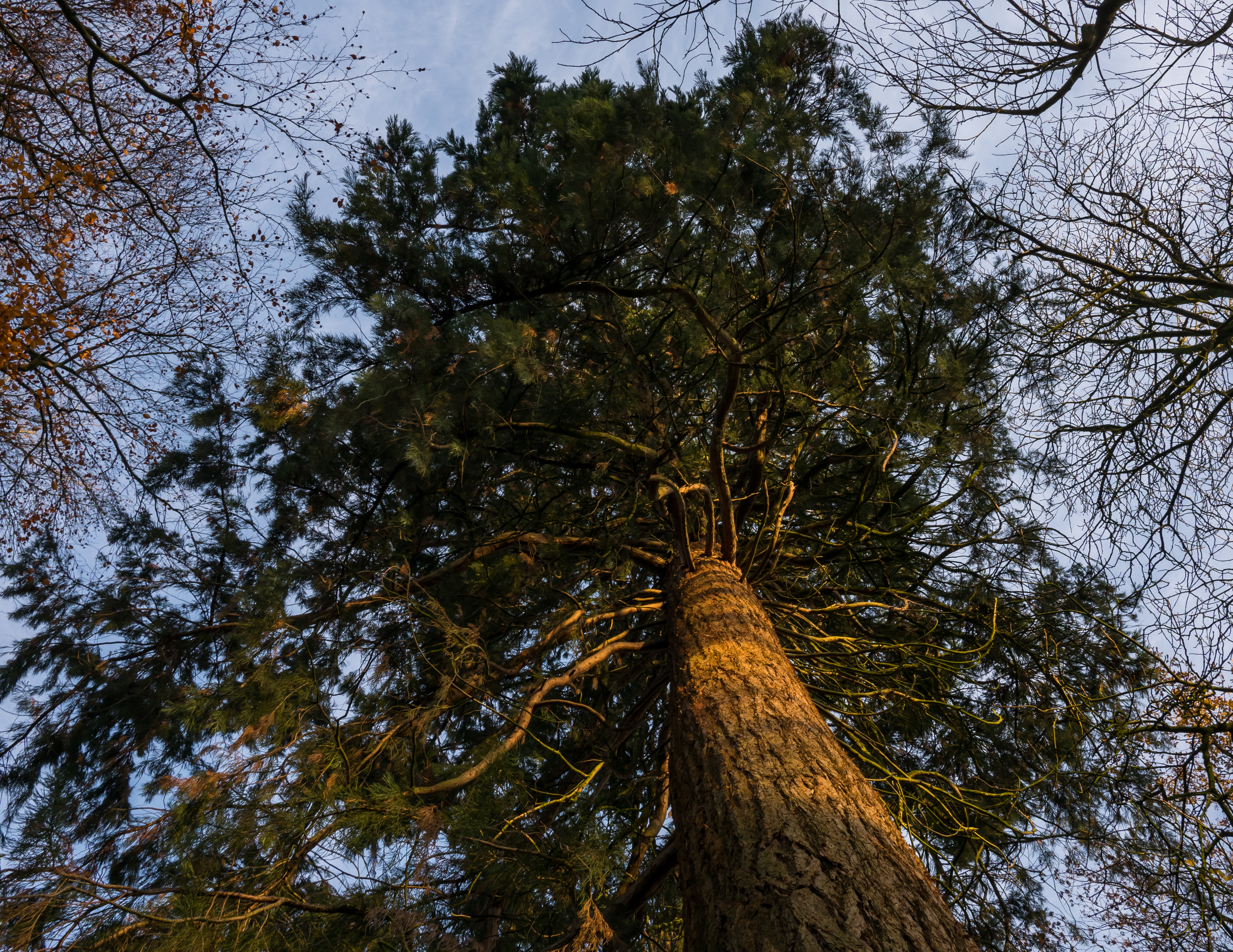 Oldenburg - Schlossgarten 09