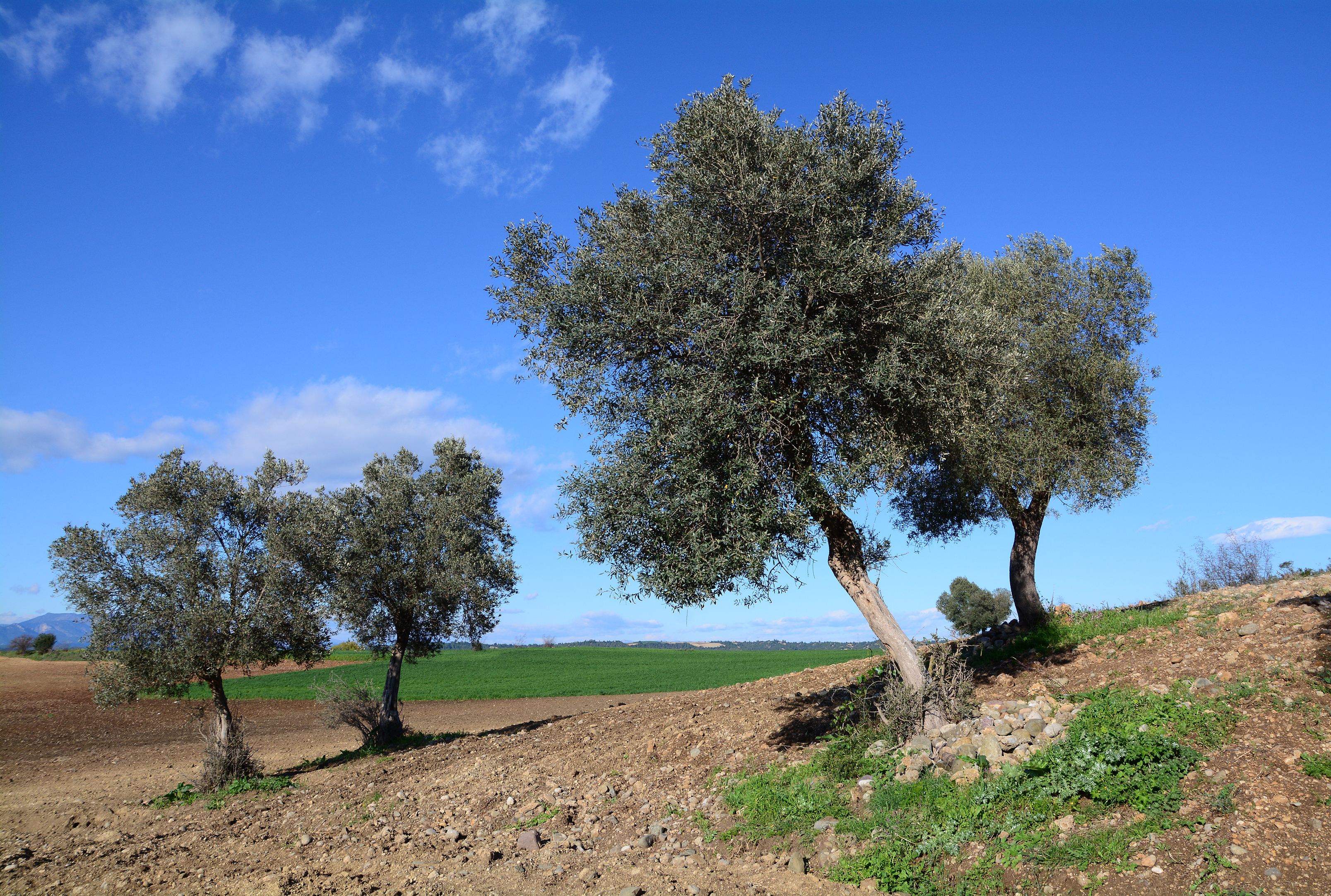 Olea europaea - Zeytin