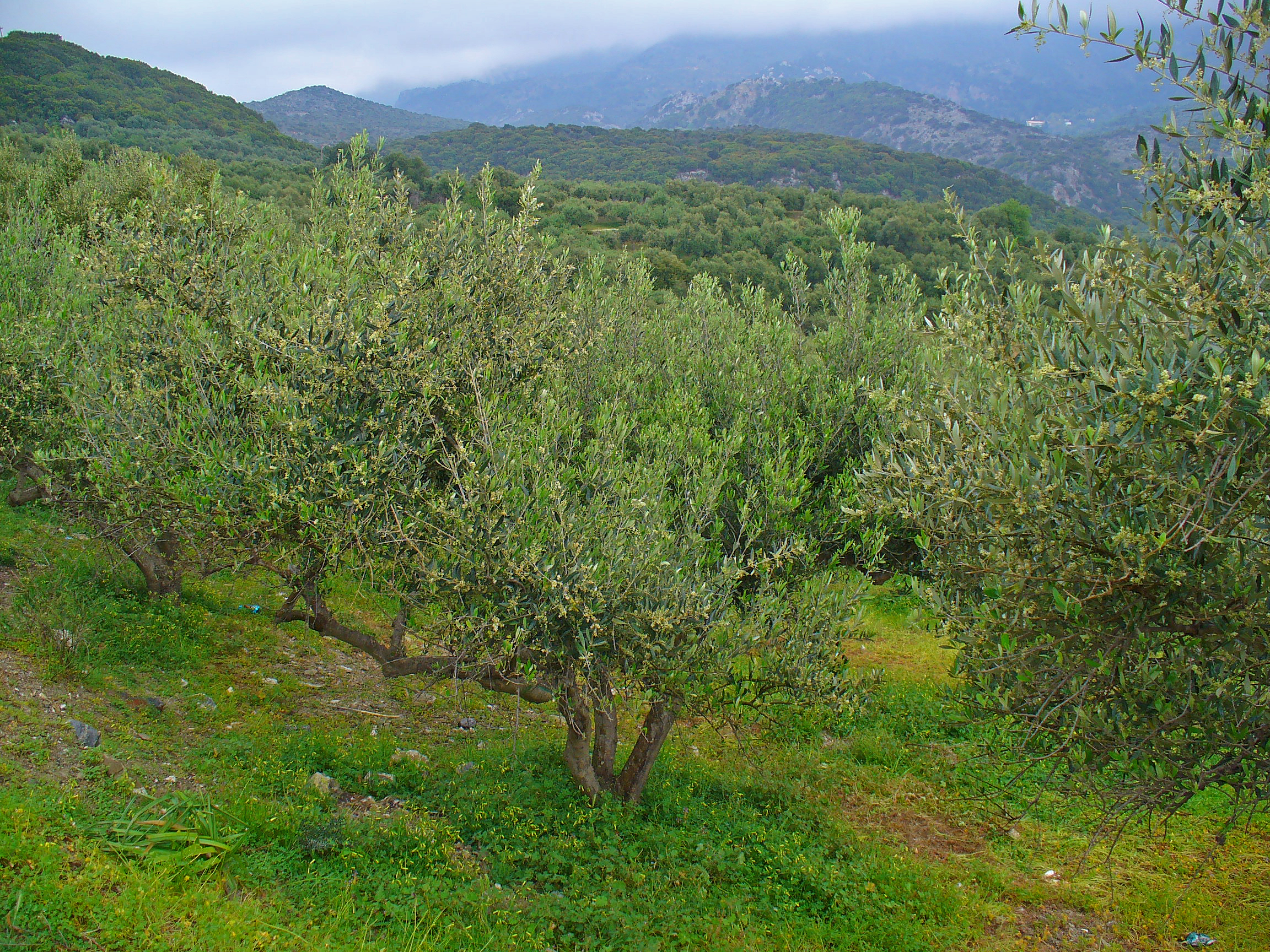 Olea europaea 001