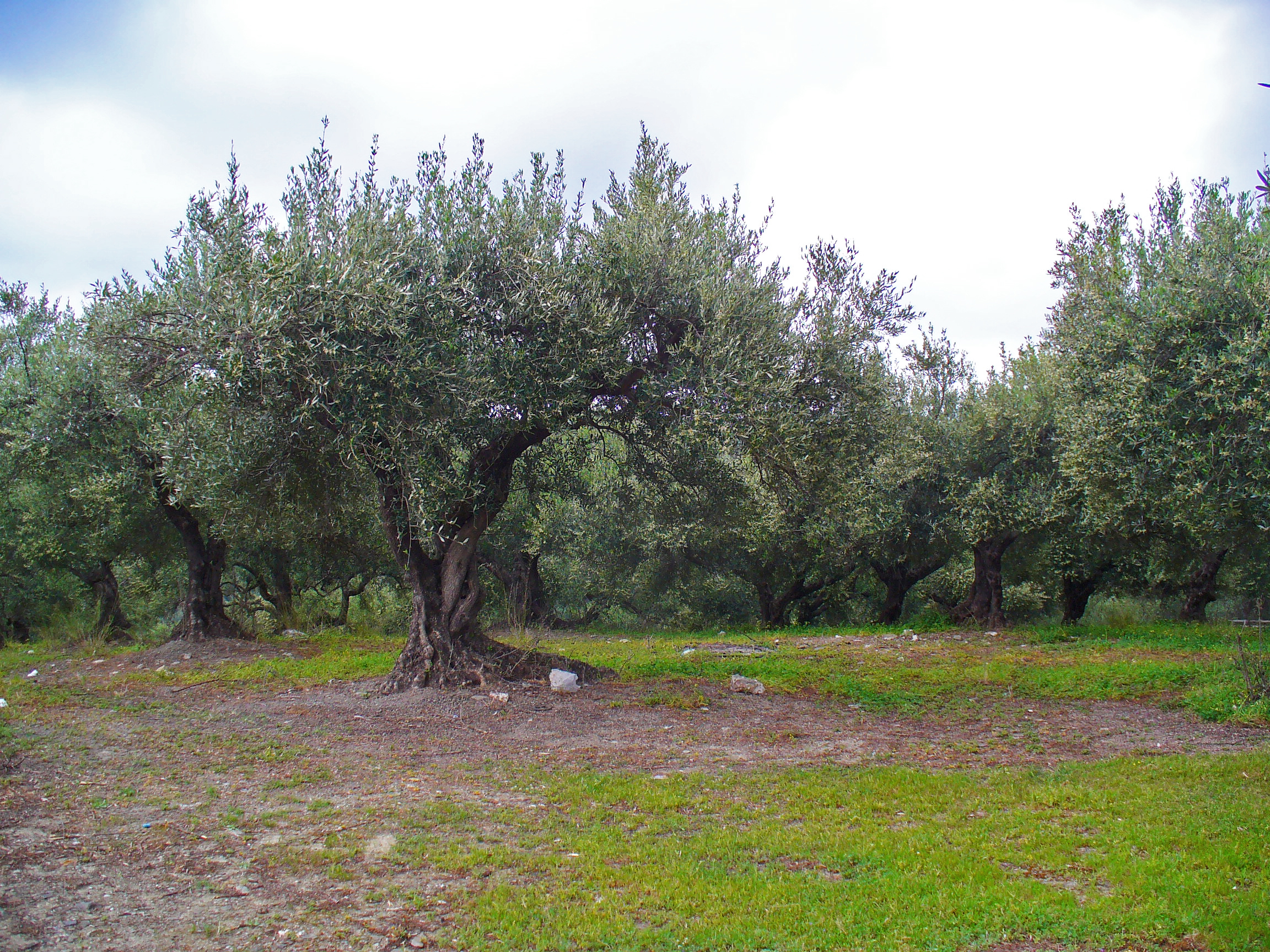 Olea europaea 002