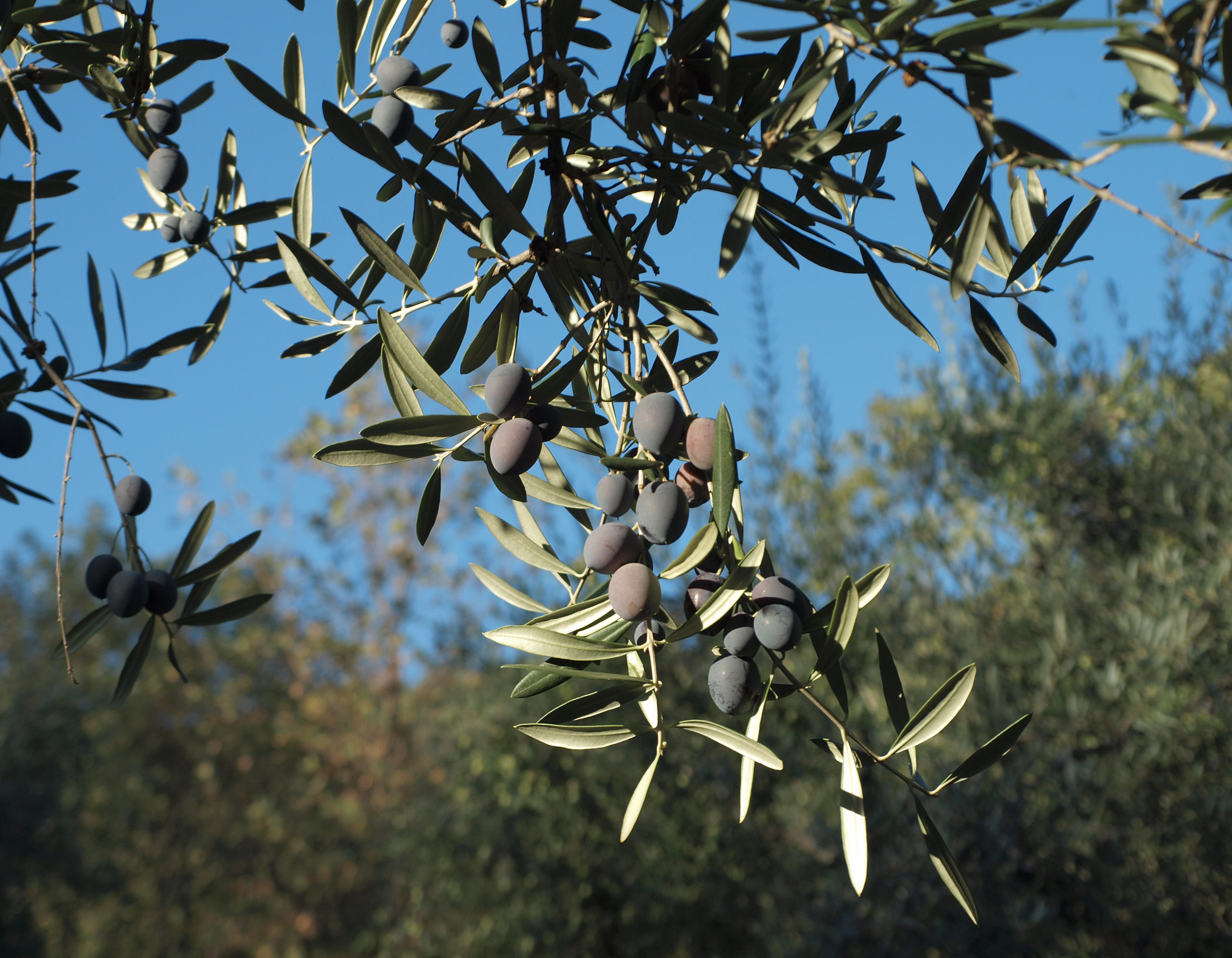 Olea europaea 20091017 1