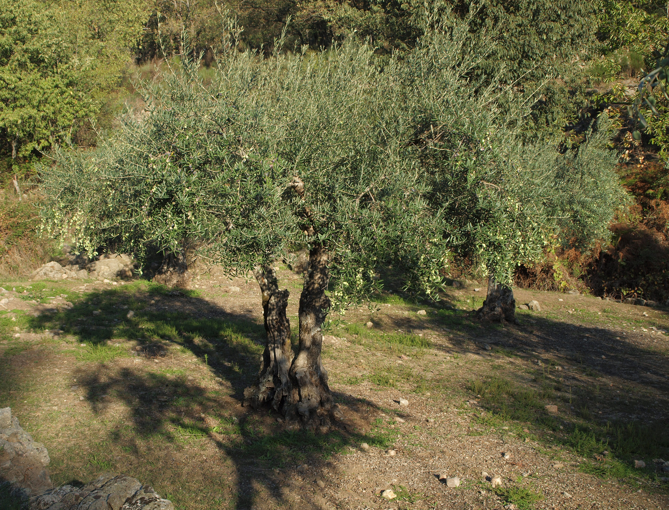 Olea europaea 20091017 2