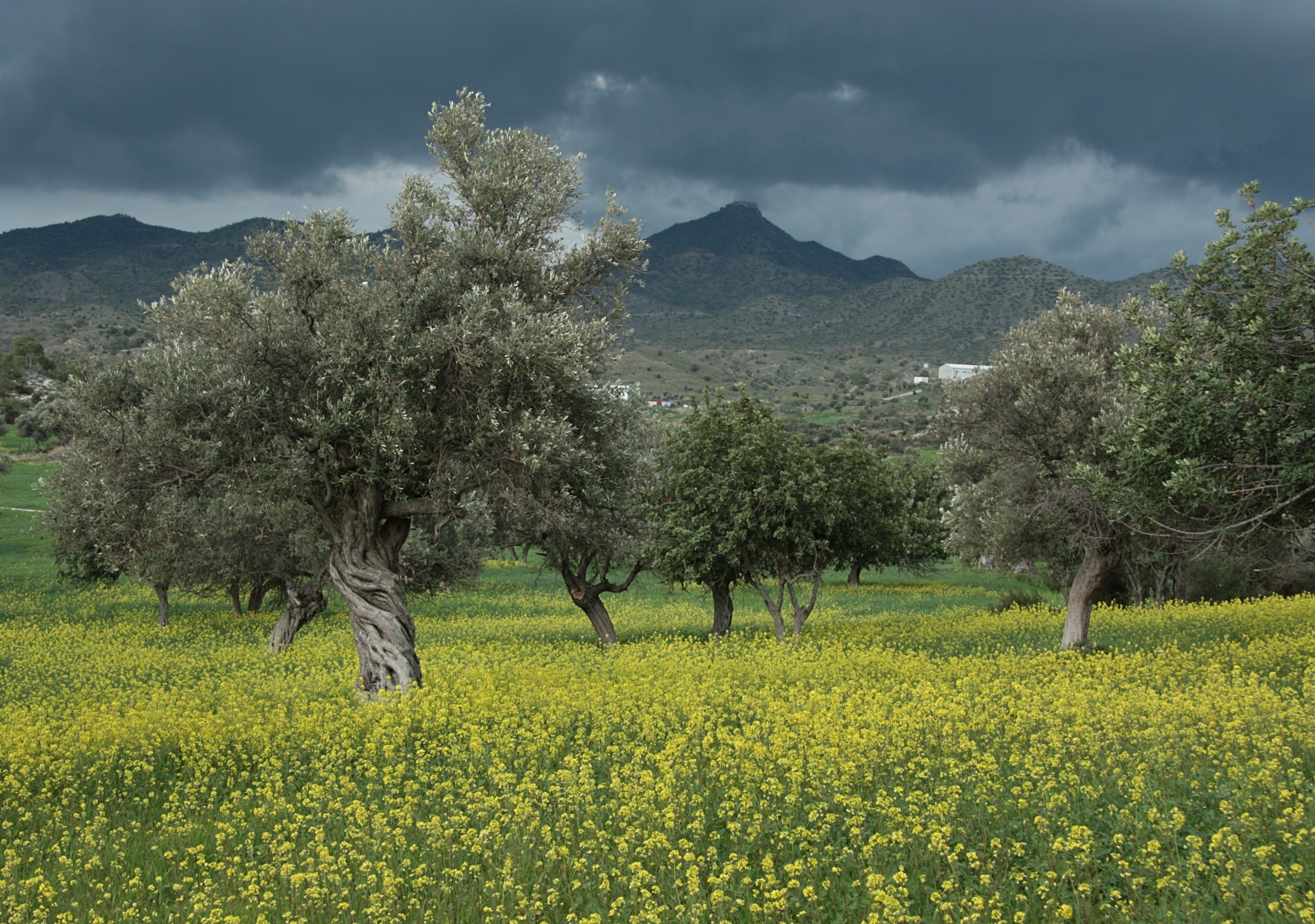 Olea europaea 6086
