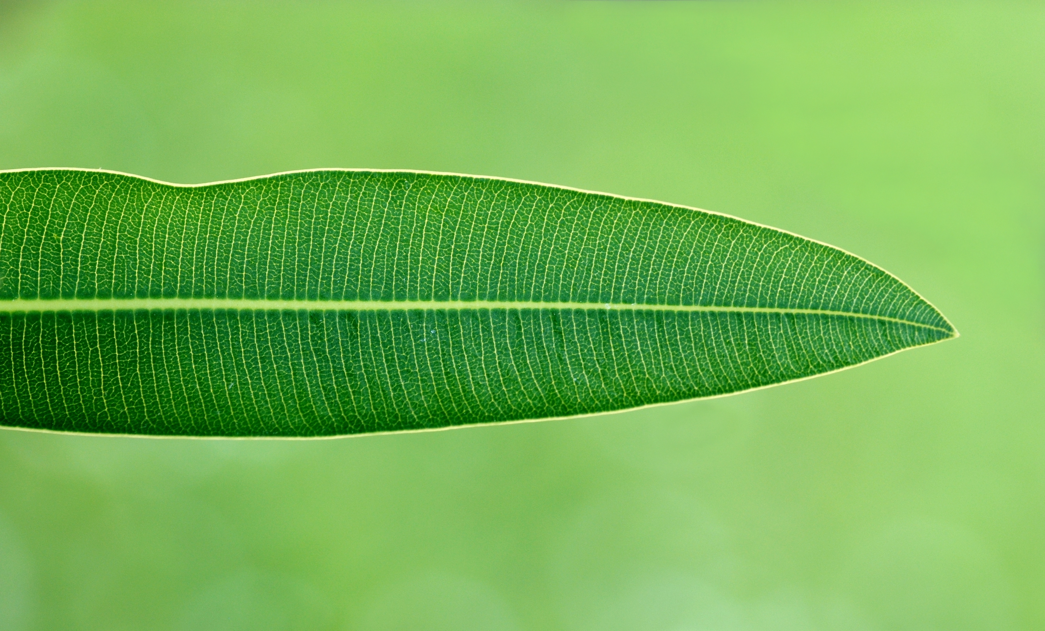 Oleander April 2011-3