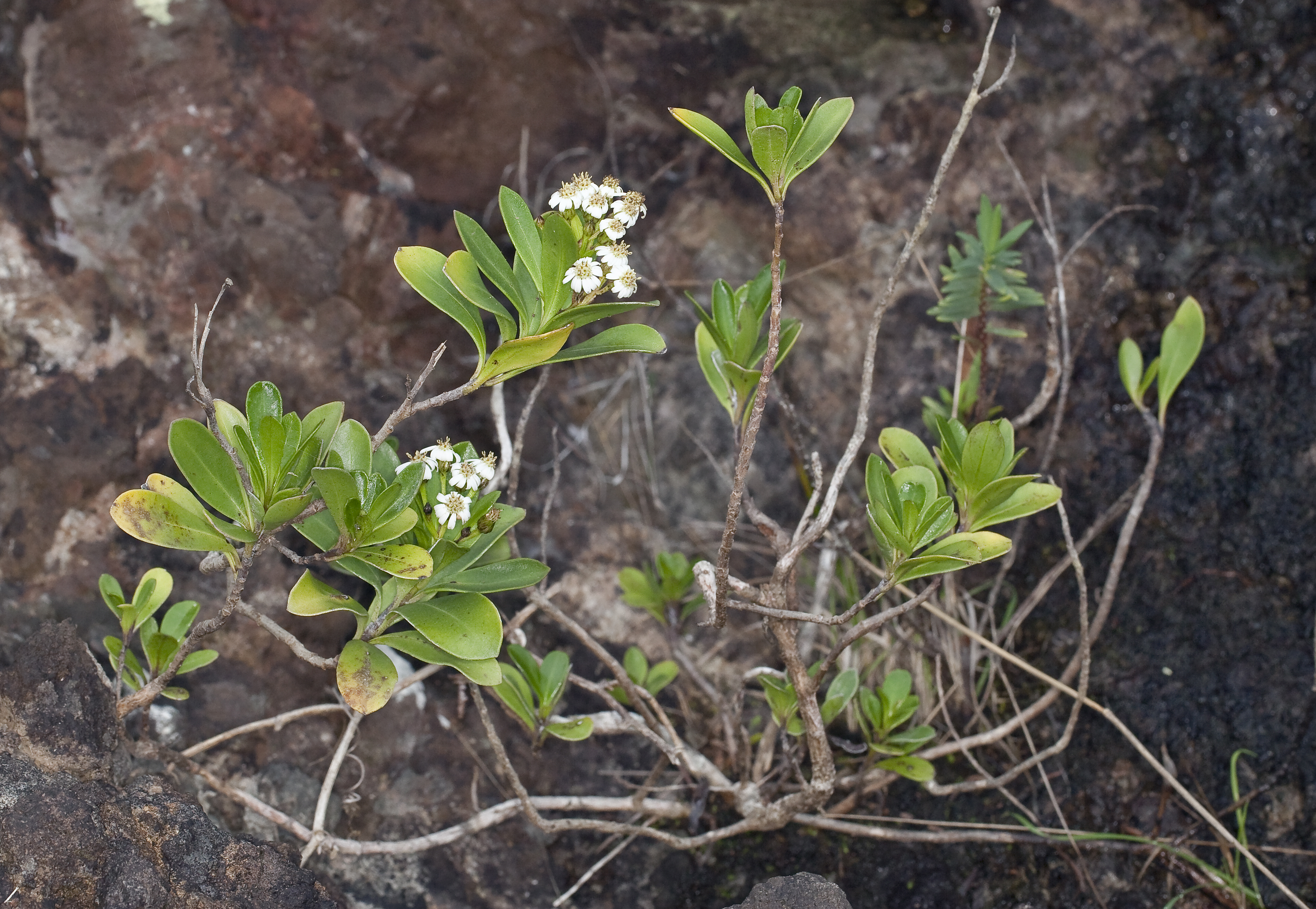 Olearia elliptica subsp. praetermissa (8979216741)
