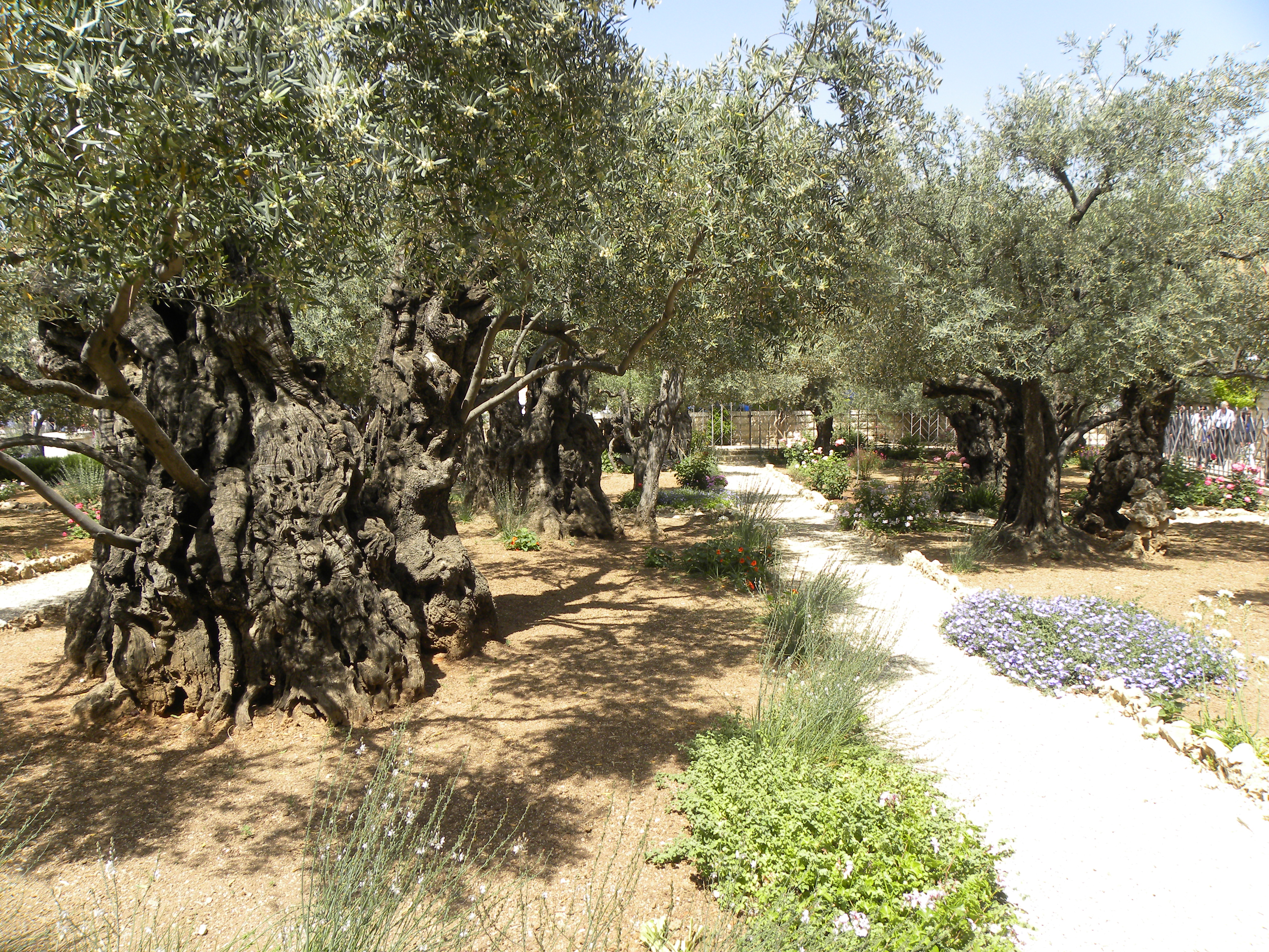 Olive trees in the traditional garden of Gethsemane (6409576209)