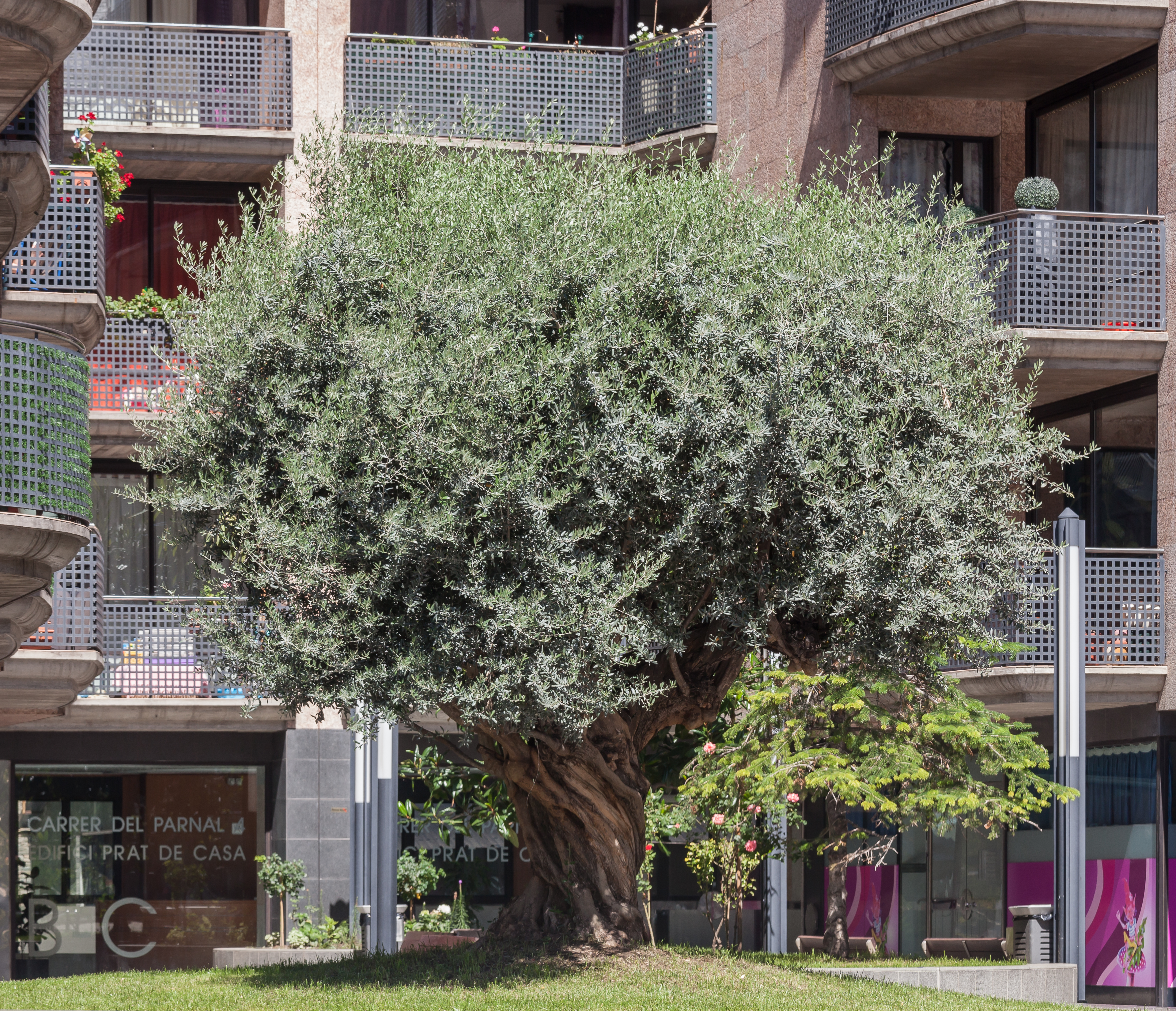 Oliveira. Escaldes-Engordany. Andorra 110