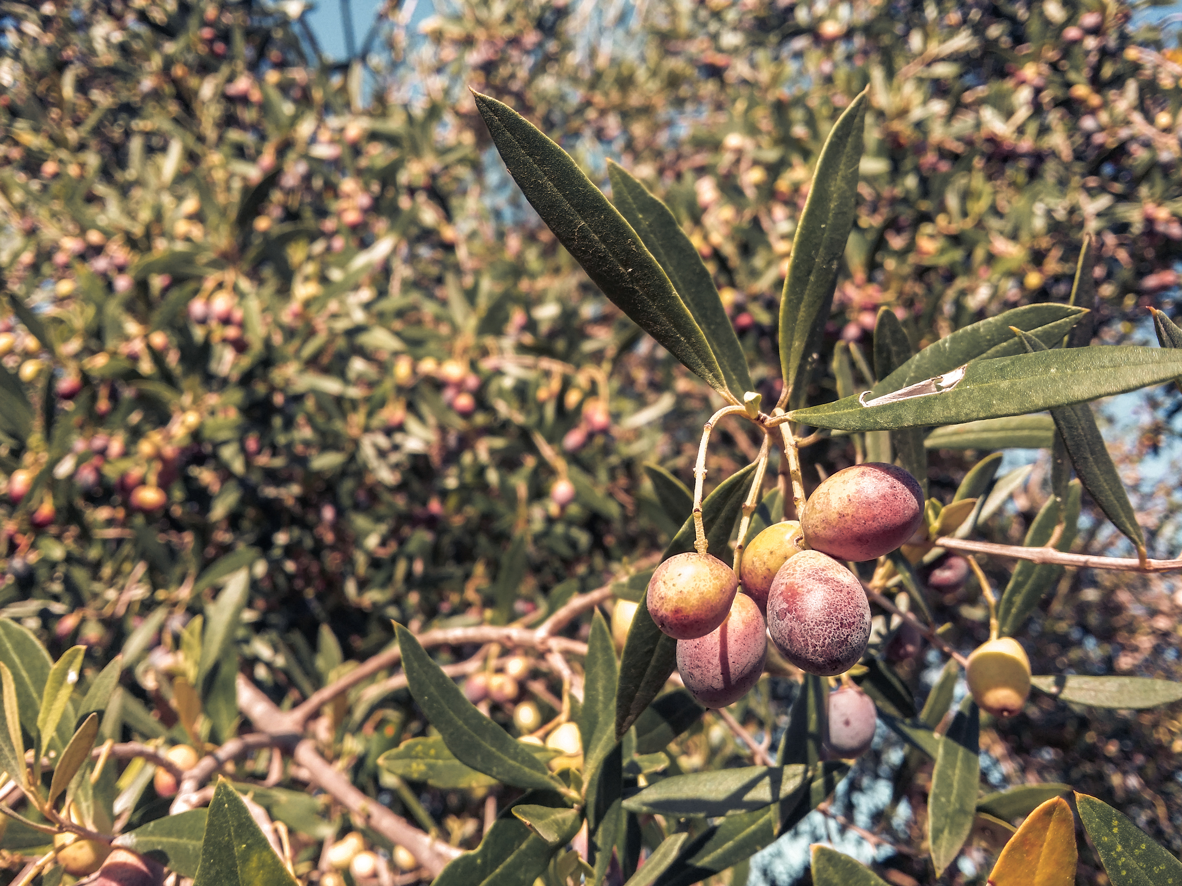 Olives branch