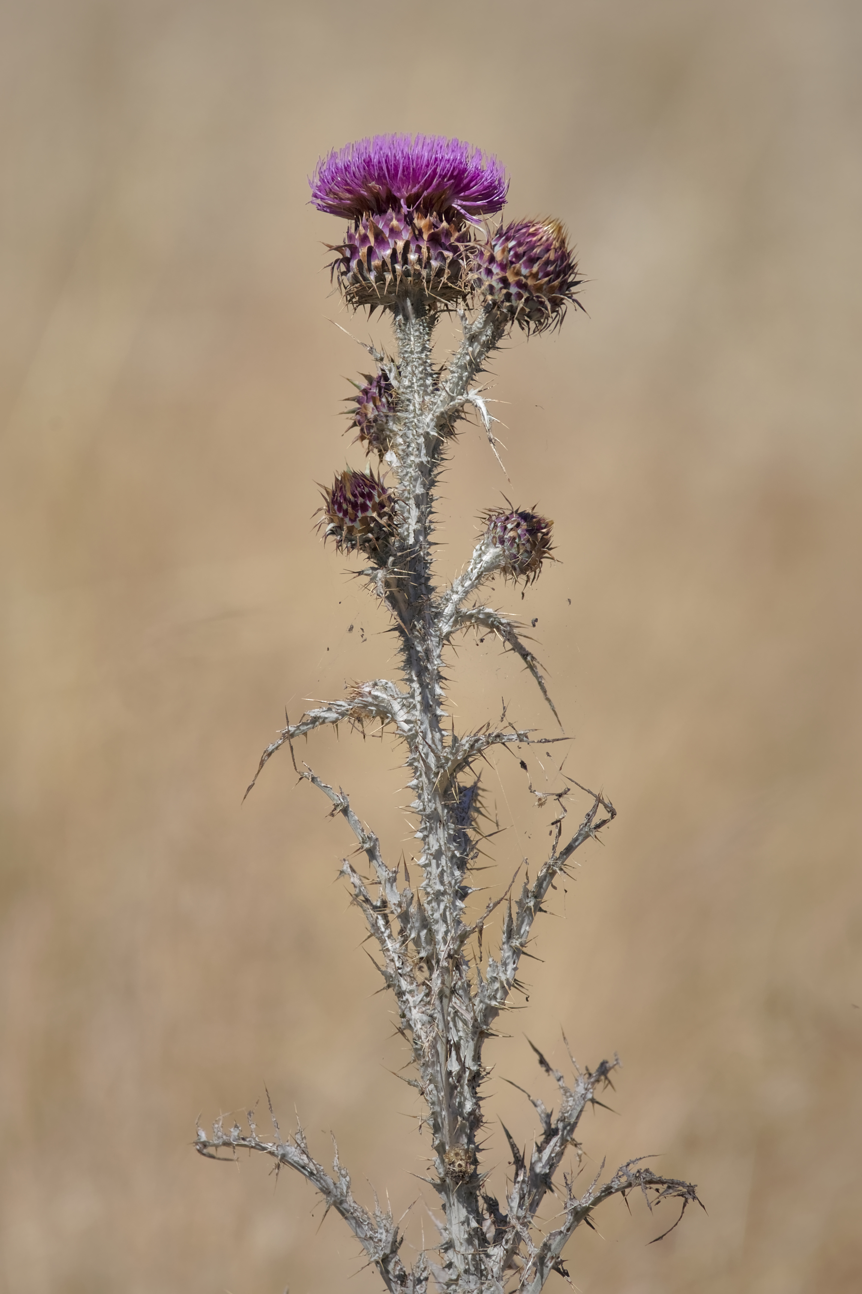 Onopordum illyricum near Holbrook NSW Australia