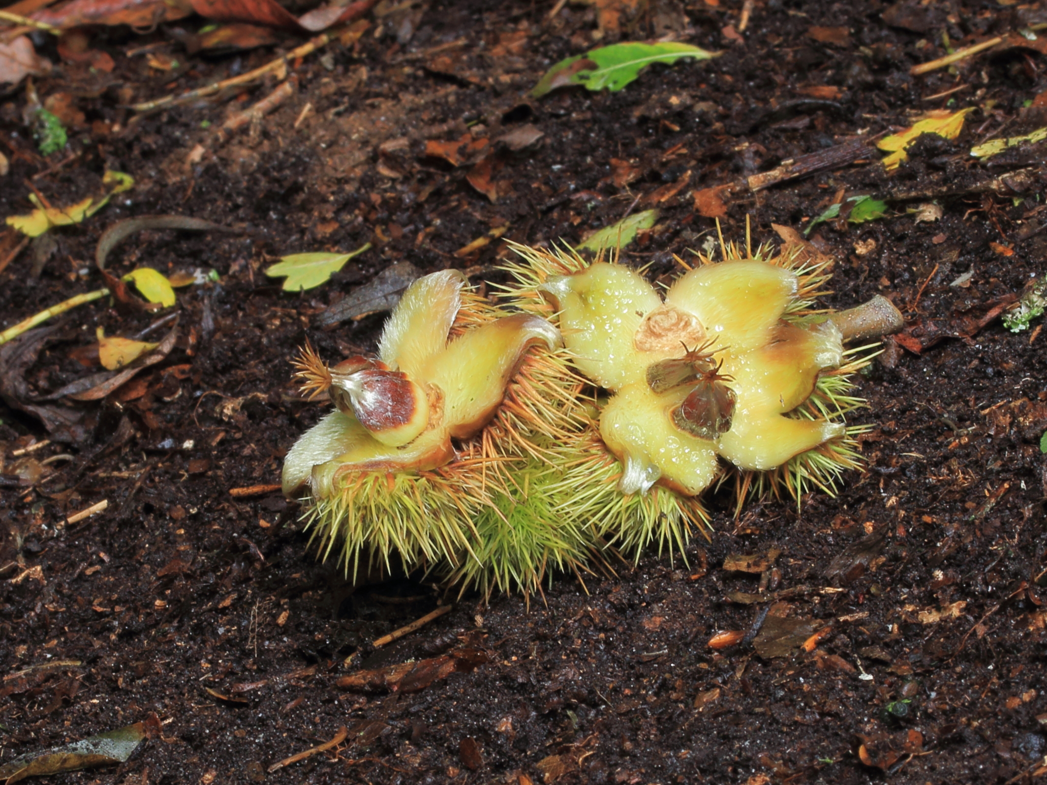 Opengebarsten peulen van tamme kastanje (Castanea sativa)