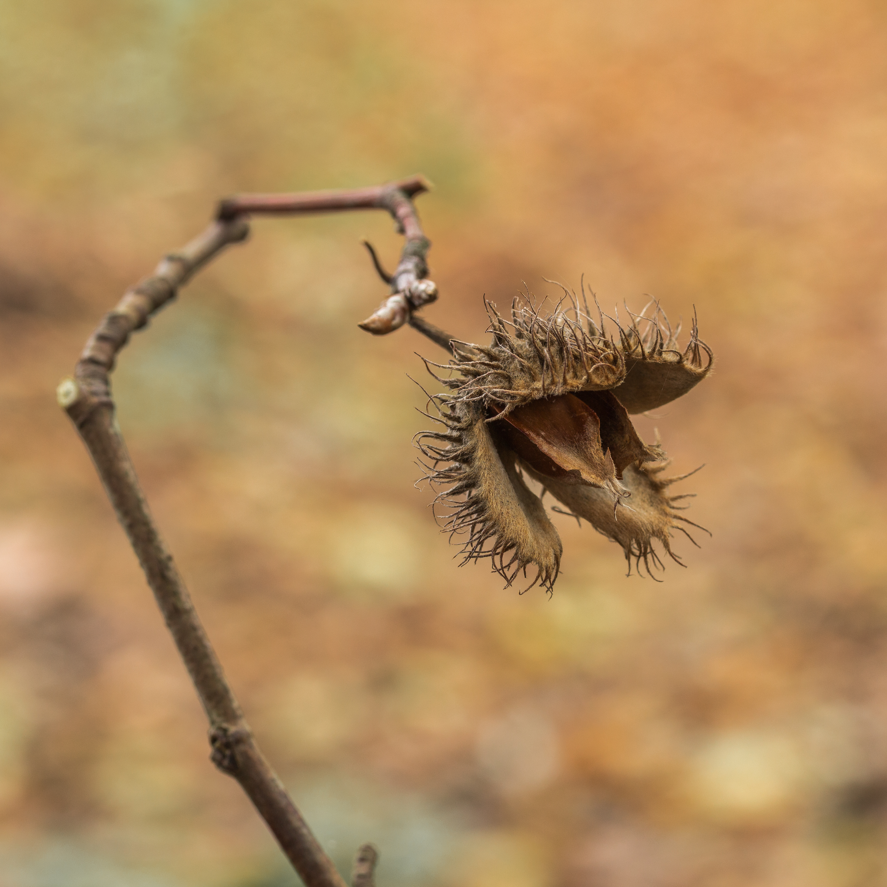 Opengebarsten vrucht van beuk (Fagus sylvatica) (d.j.b.) 01