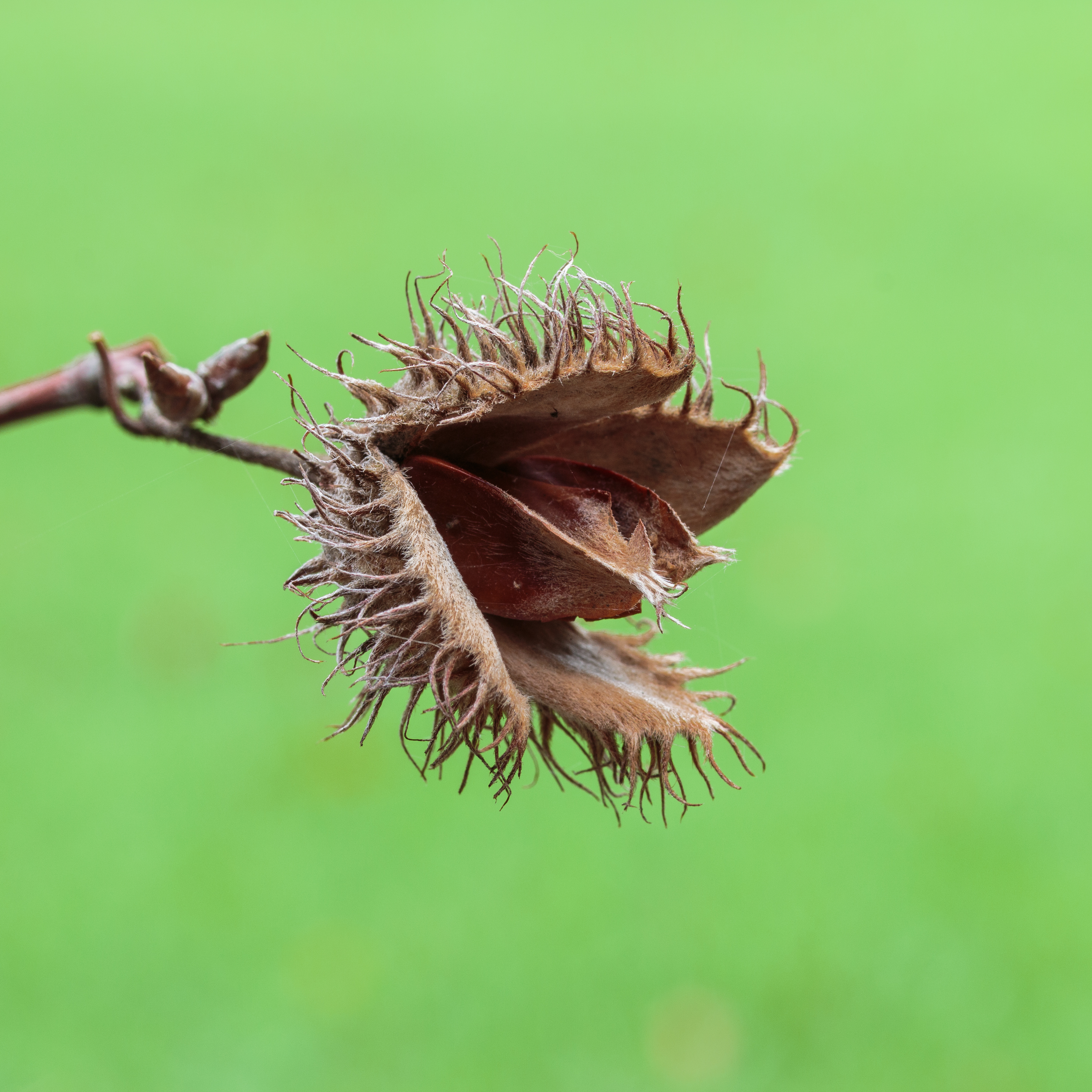 Opengebarsten vrucht van beuk (Fagus sylvatica) (d.j.b.) 04