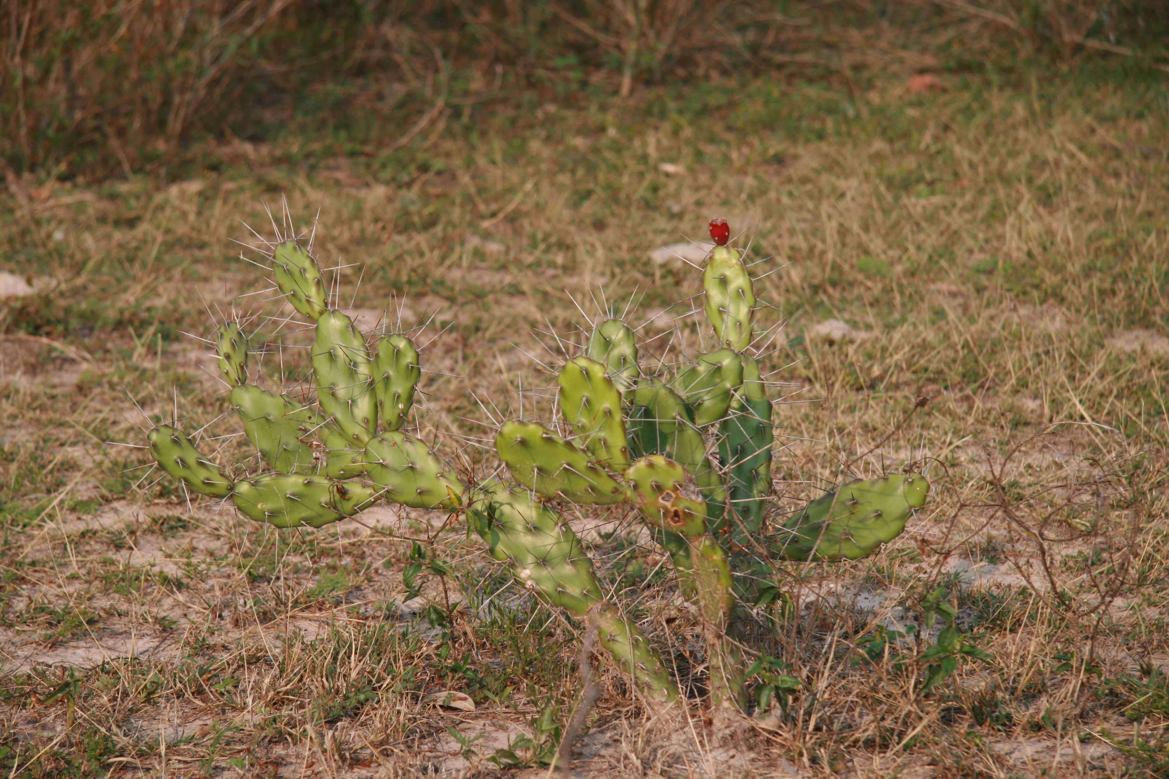Opuntia anacantha Spegazzini from Mato Grosso do Sul, Brazil