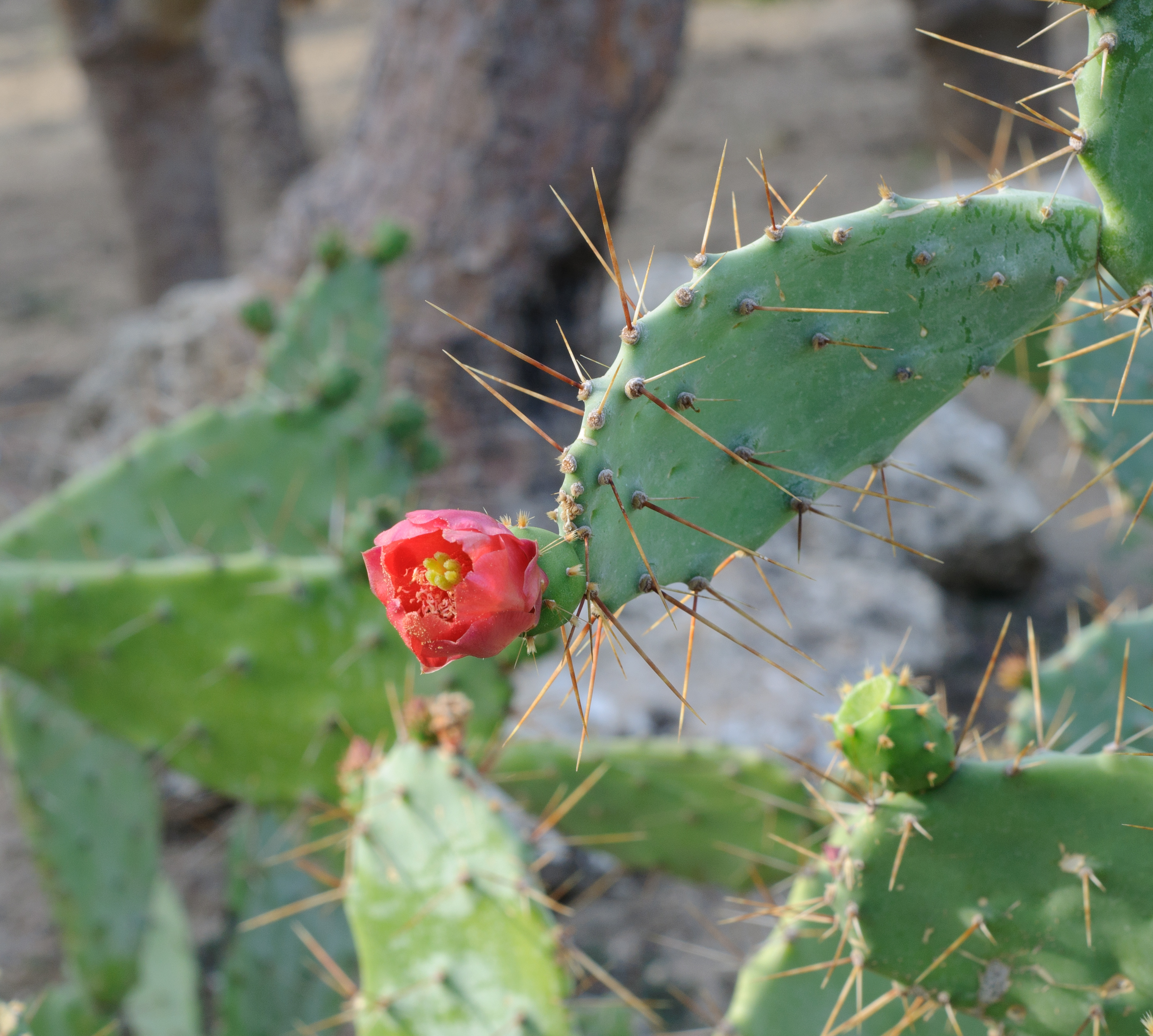 Opuntia bergeriana - Balchik