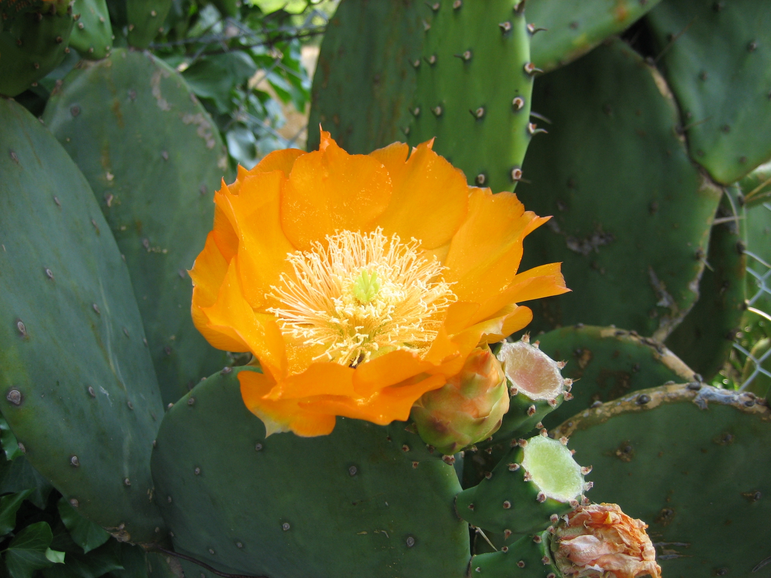 Opuntia Blossom