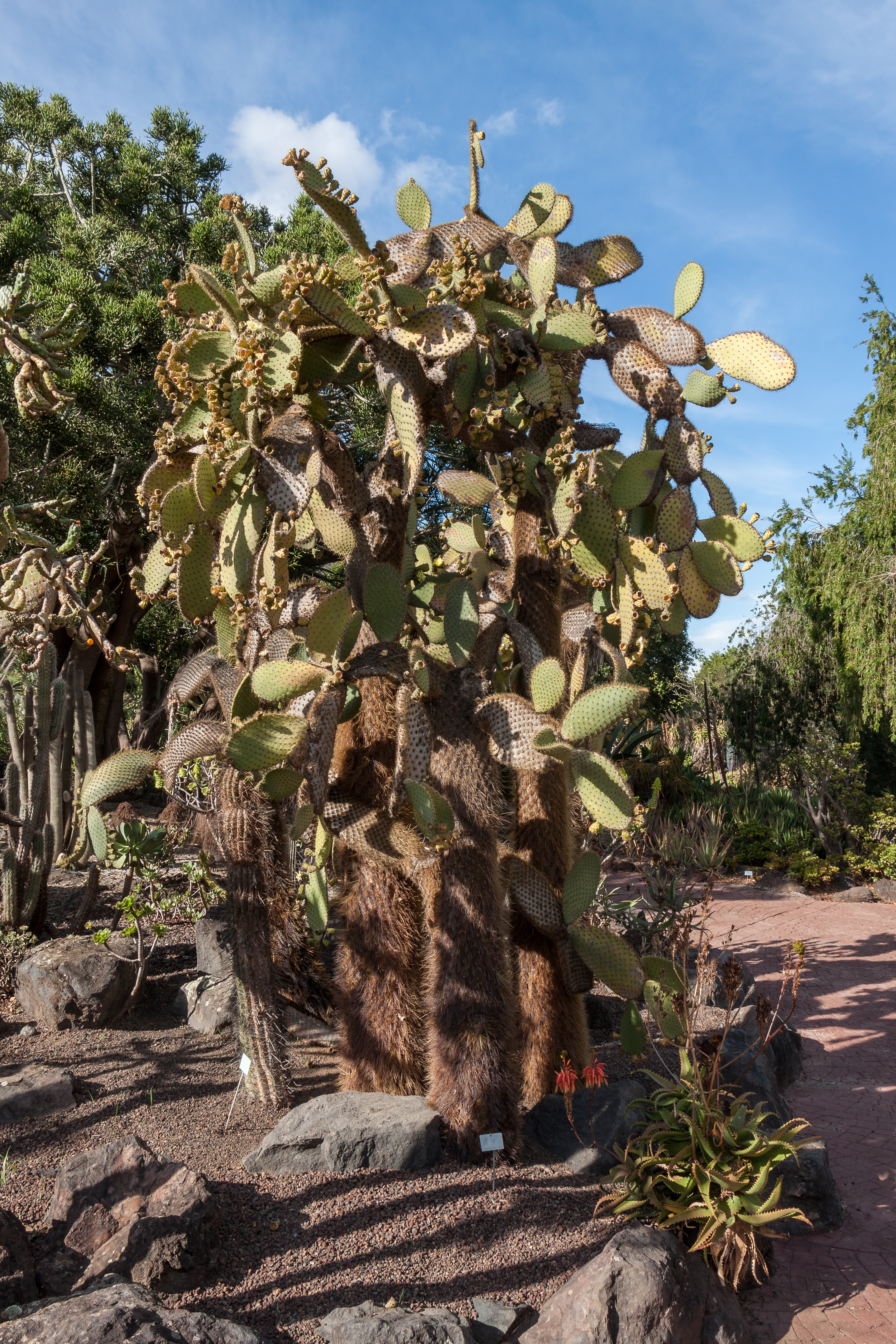 Opuntia echios - Jardín Botánico Canario Viera y Clavijo - Gran Canaria