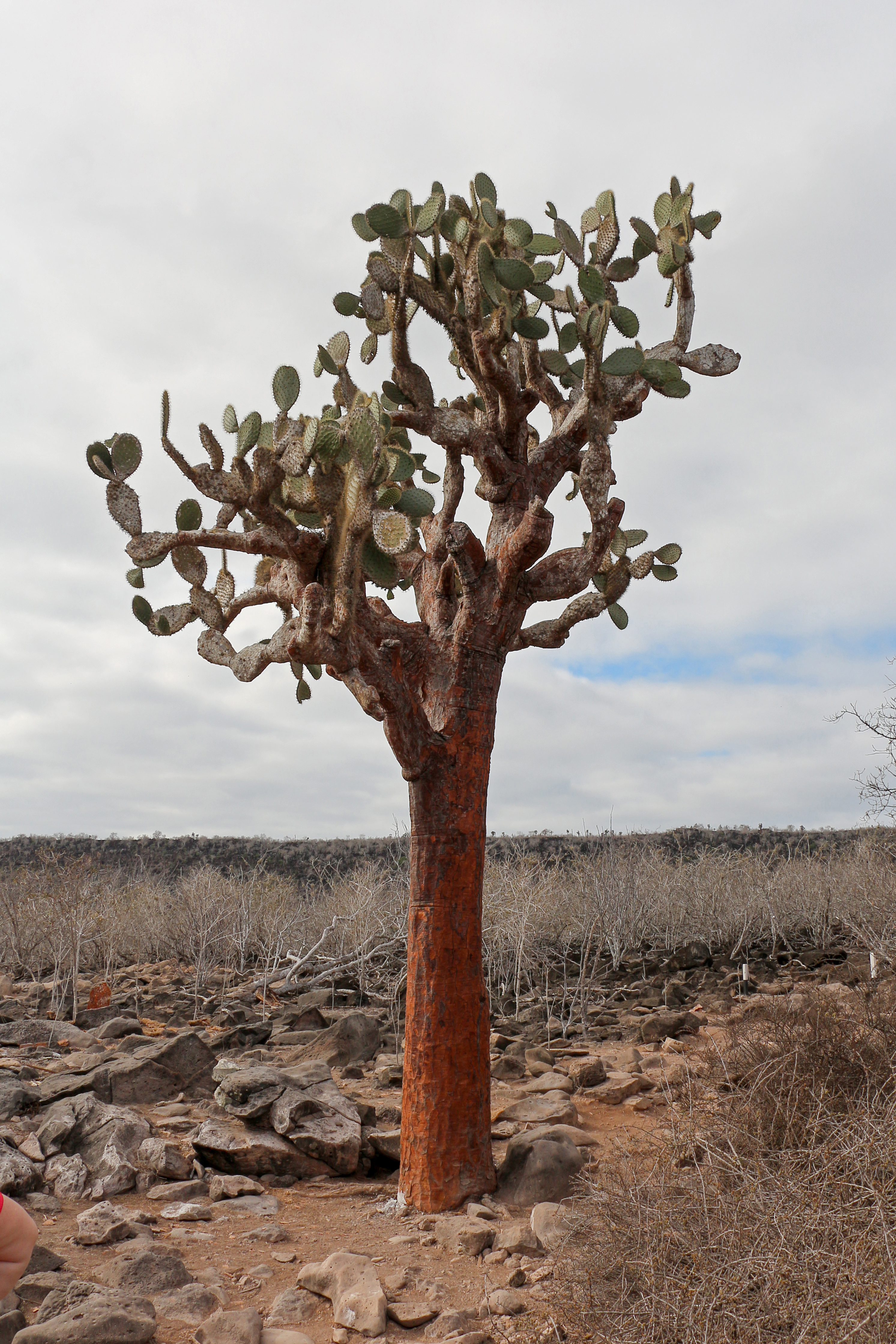 Opuntia echios, Santa Fe Island 02