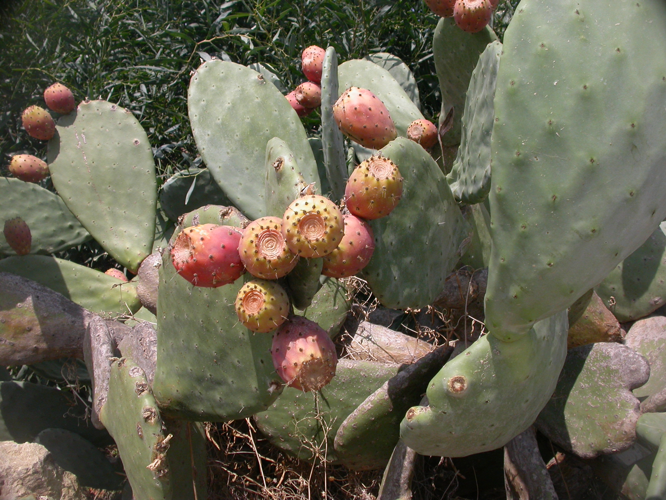 Opuntia ficus-indica-4