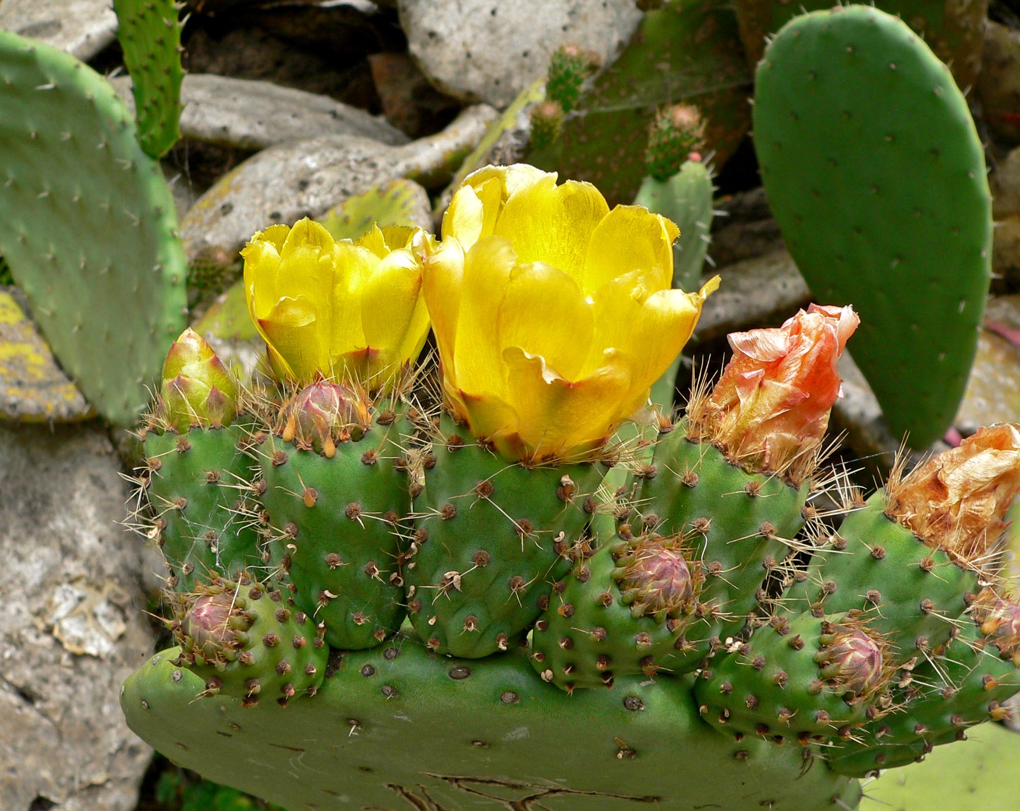 Opuntia ficus-indica 1