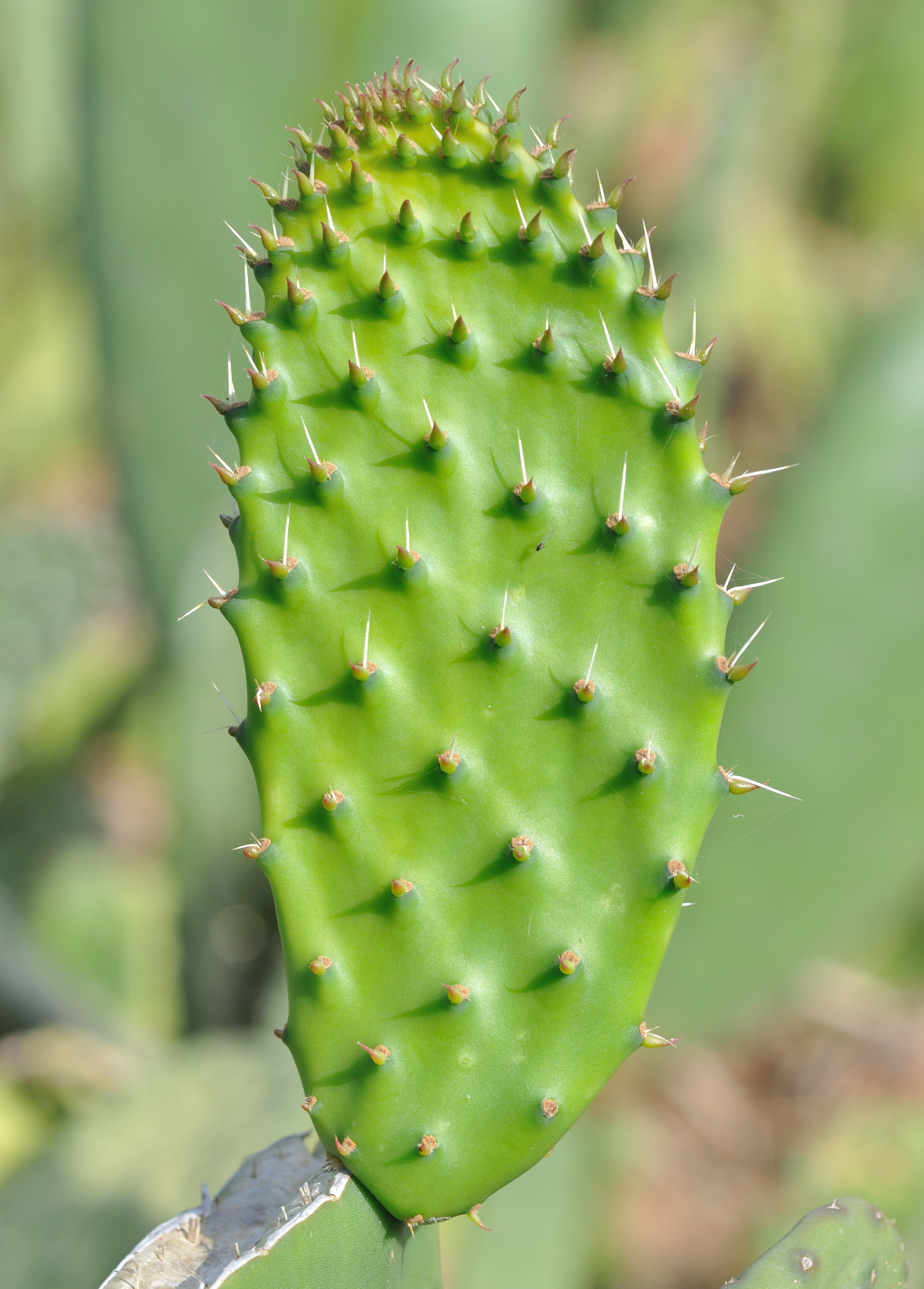 Opuntia ficus-indica qtl1