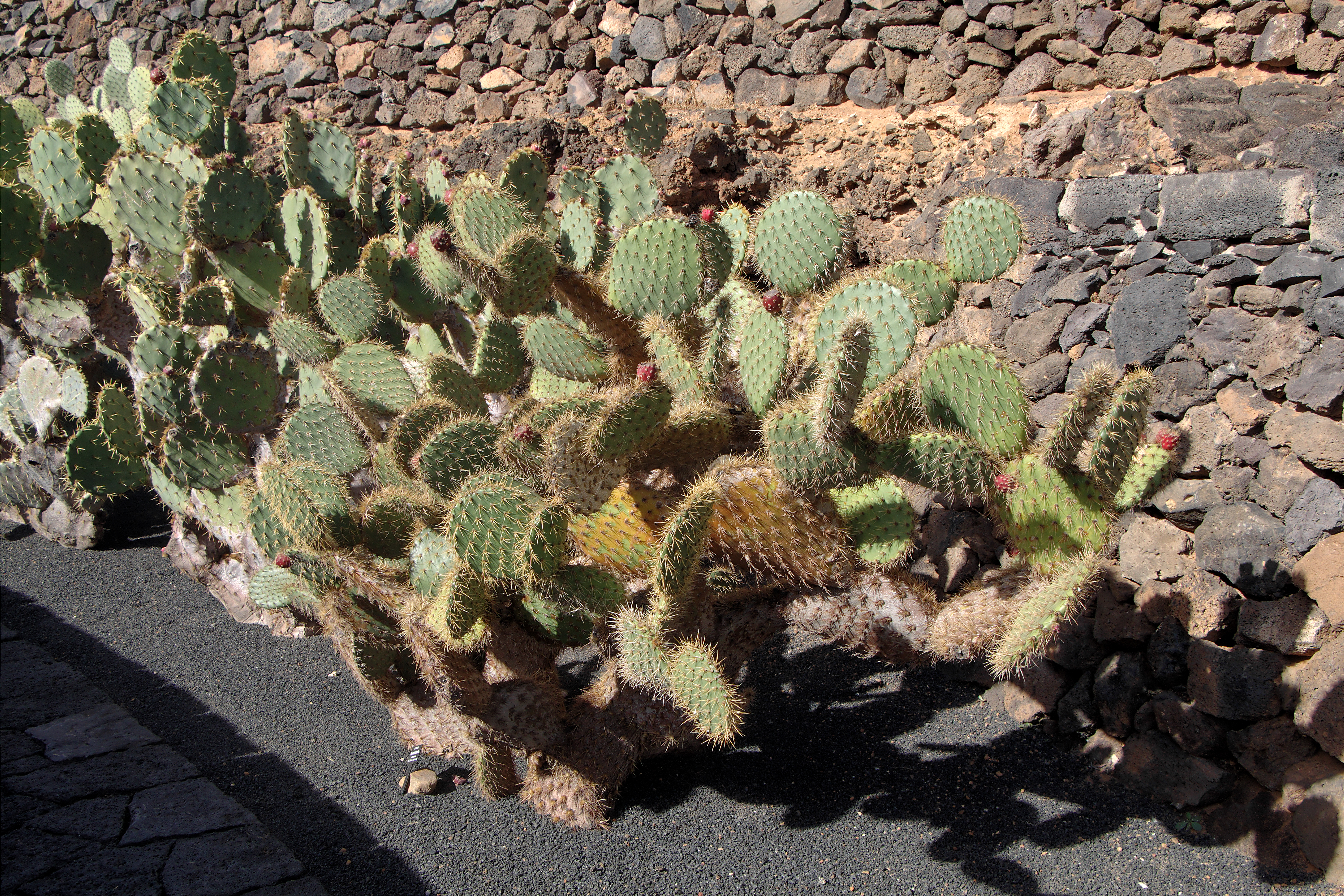 Opuntia littoralis x Opuntia engelmannii 001