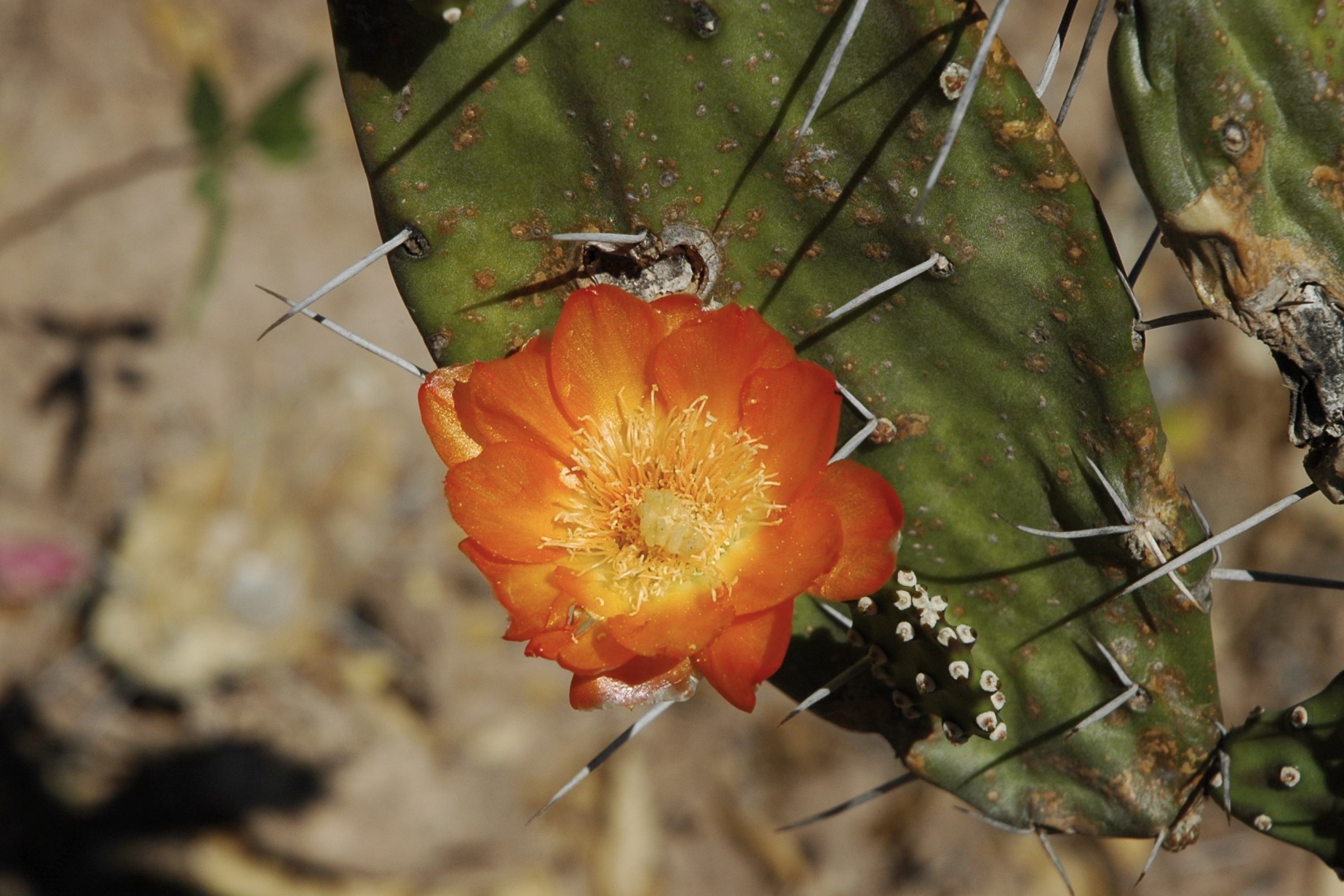 Opuntia quimilo
