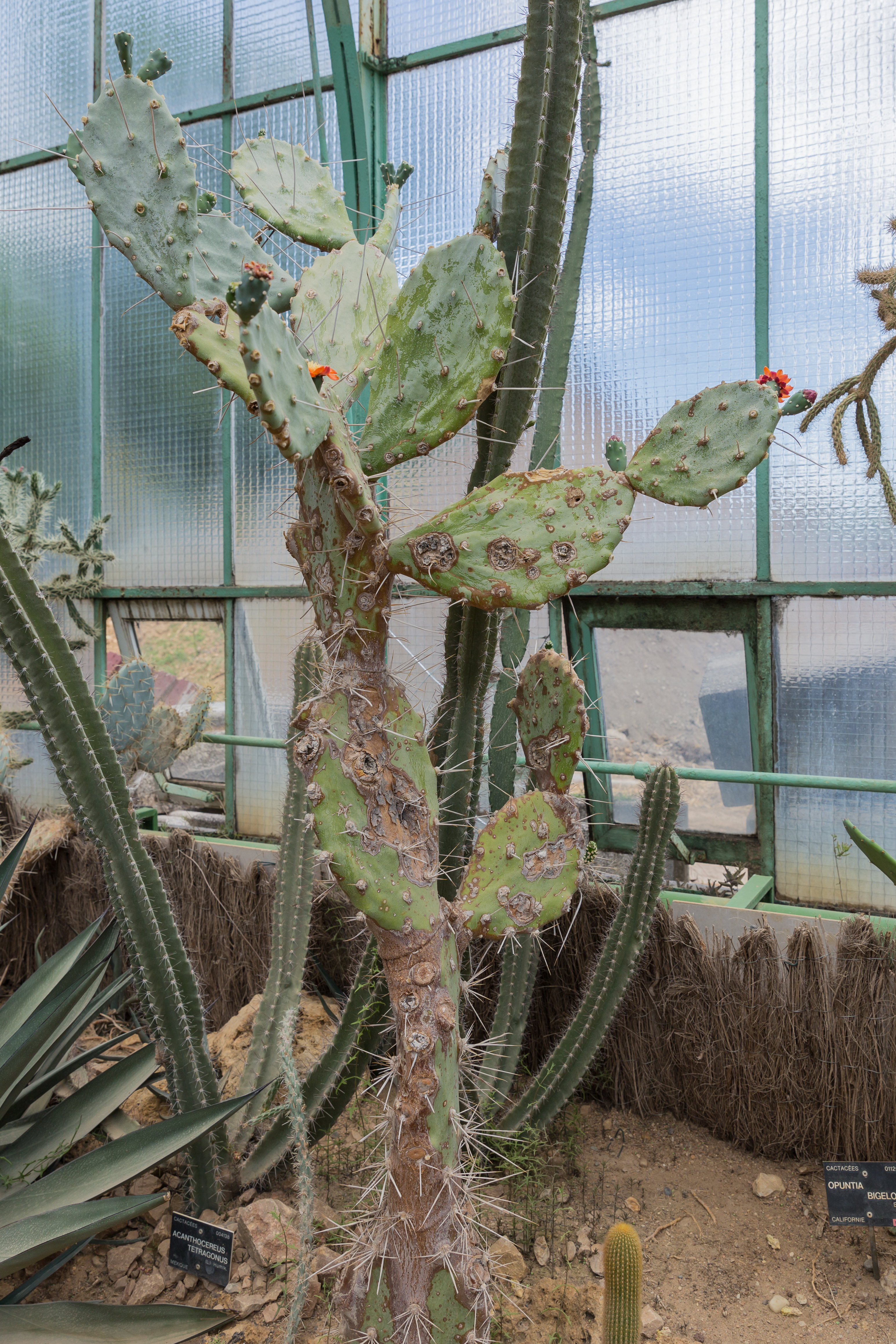 Opuntia quimilo - 20150525 13h22 (10202)