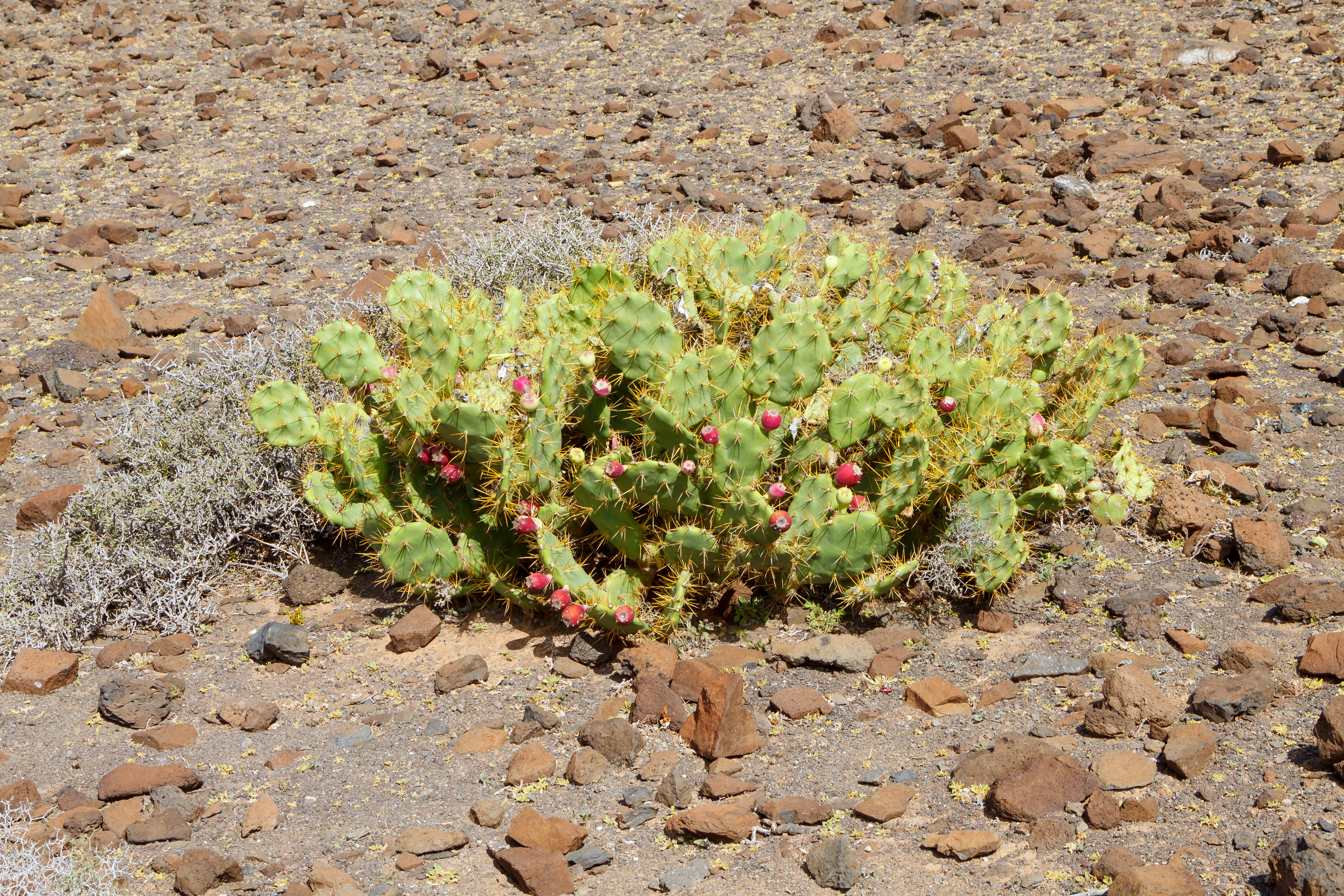 Opuntia stricta - Fuerteventura