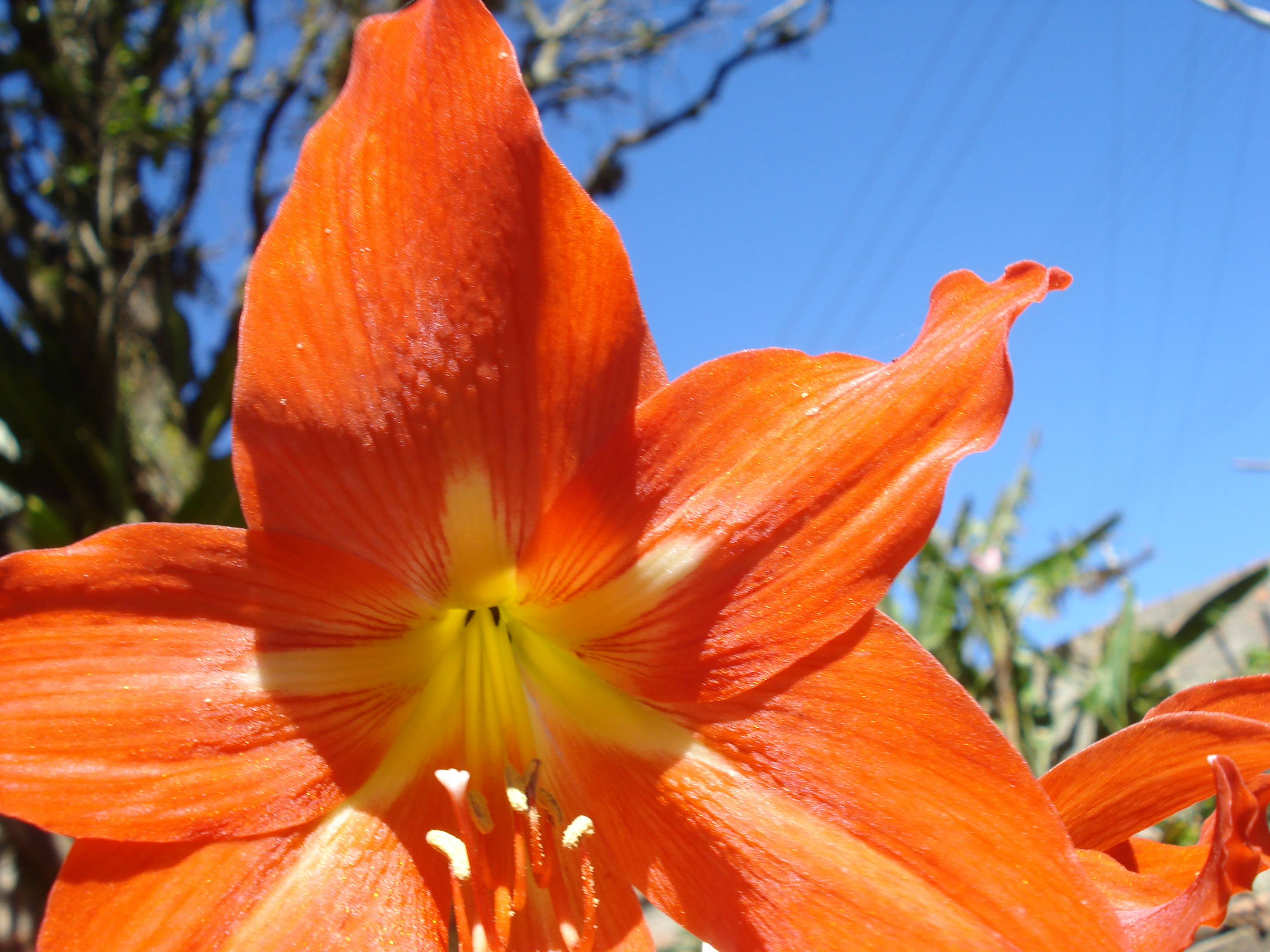 Orange flower - panoramio (3426)