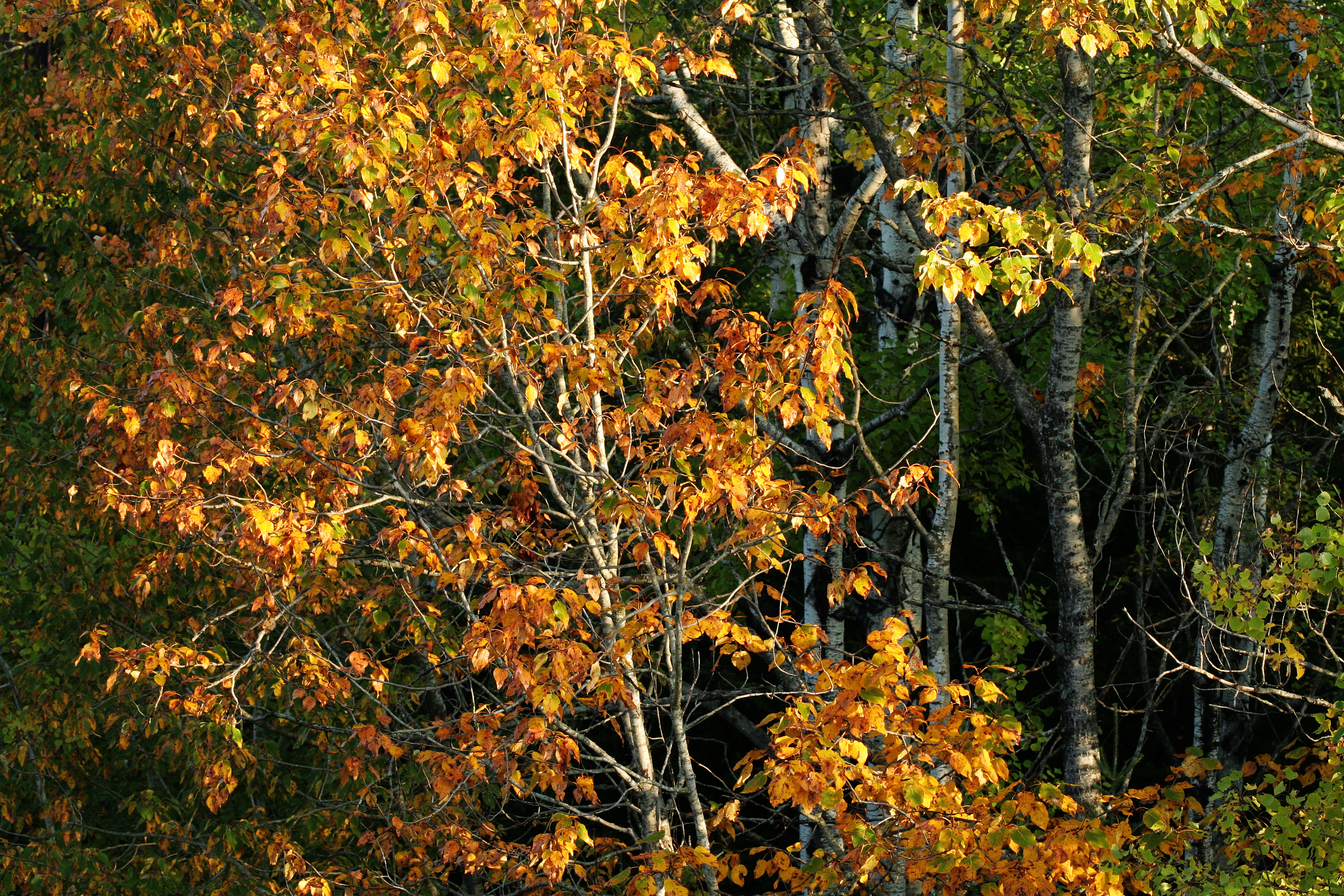 Orange Grove 2 (1449625386)