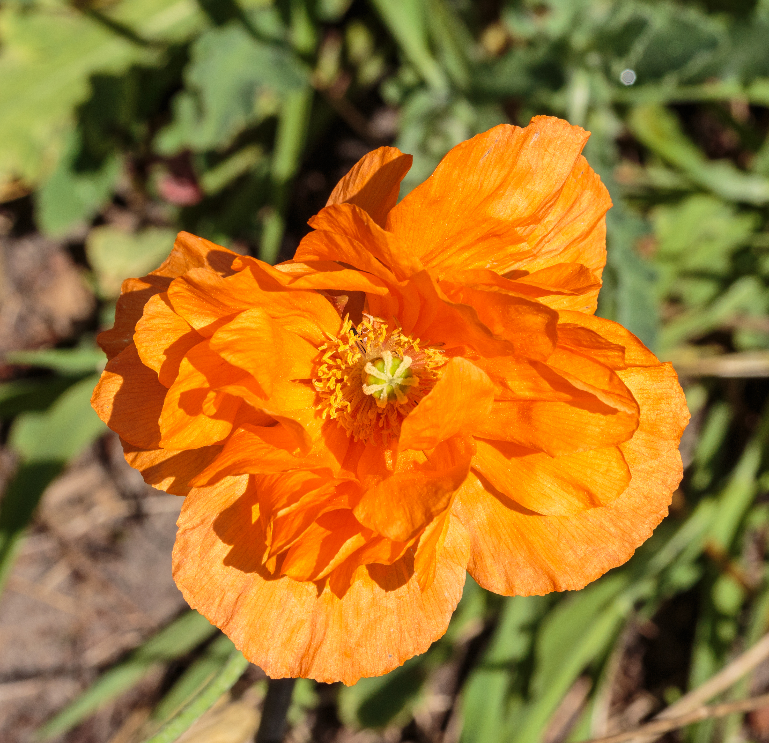 Oranje Papaver orientale. actm 01