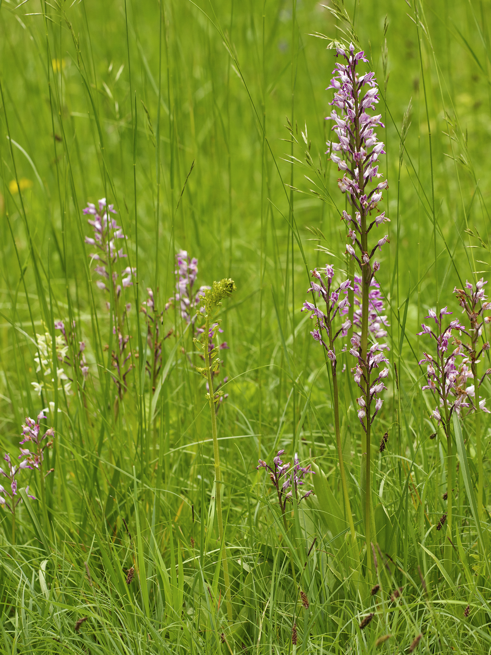 Orchid meadow LC0352