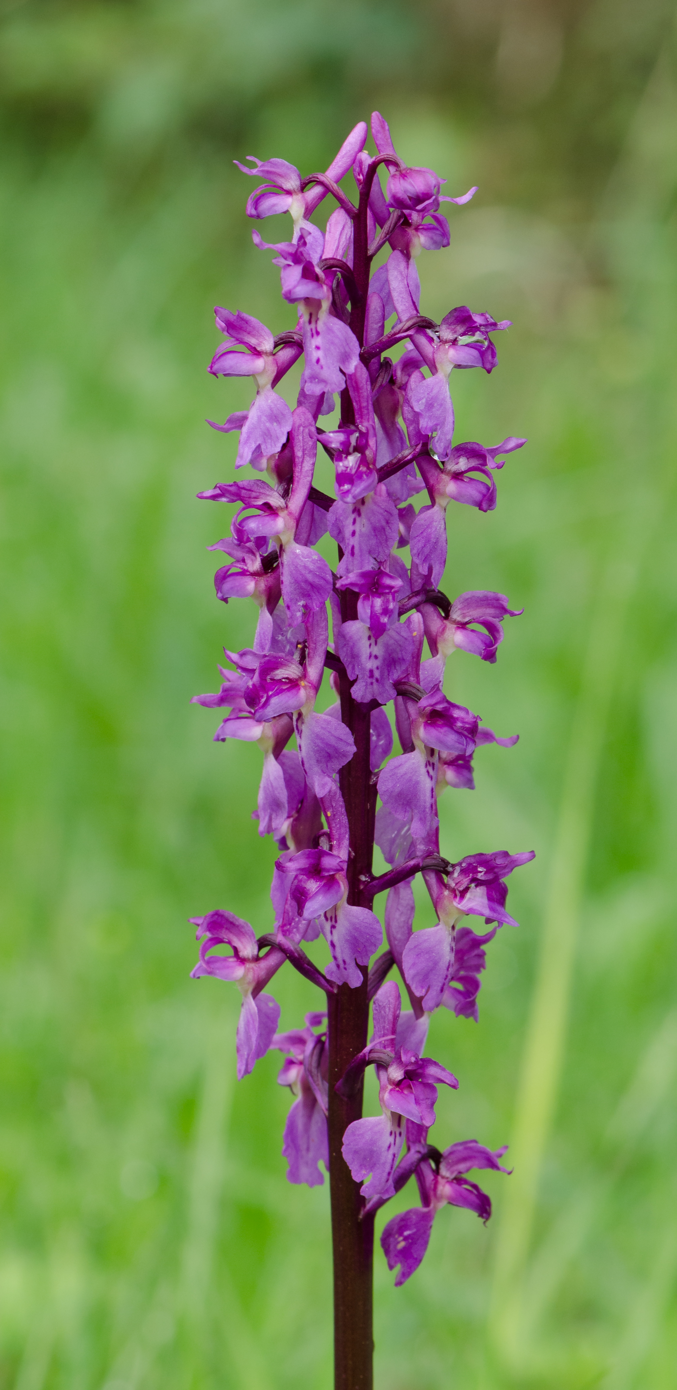 Orchis-mascula-Blueten