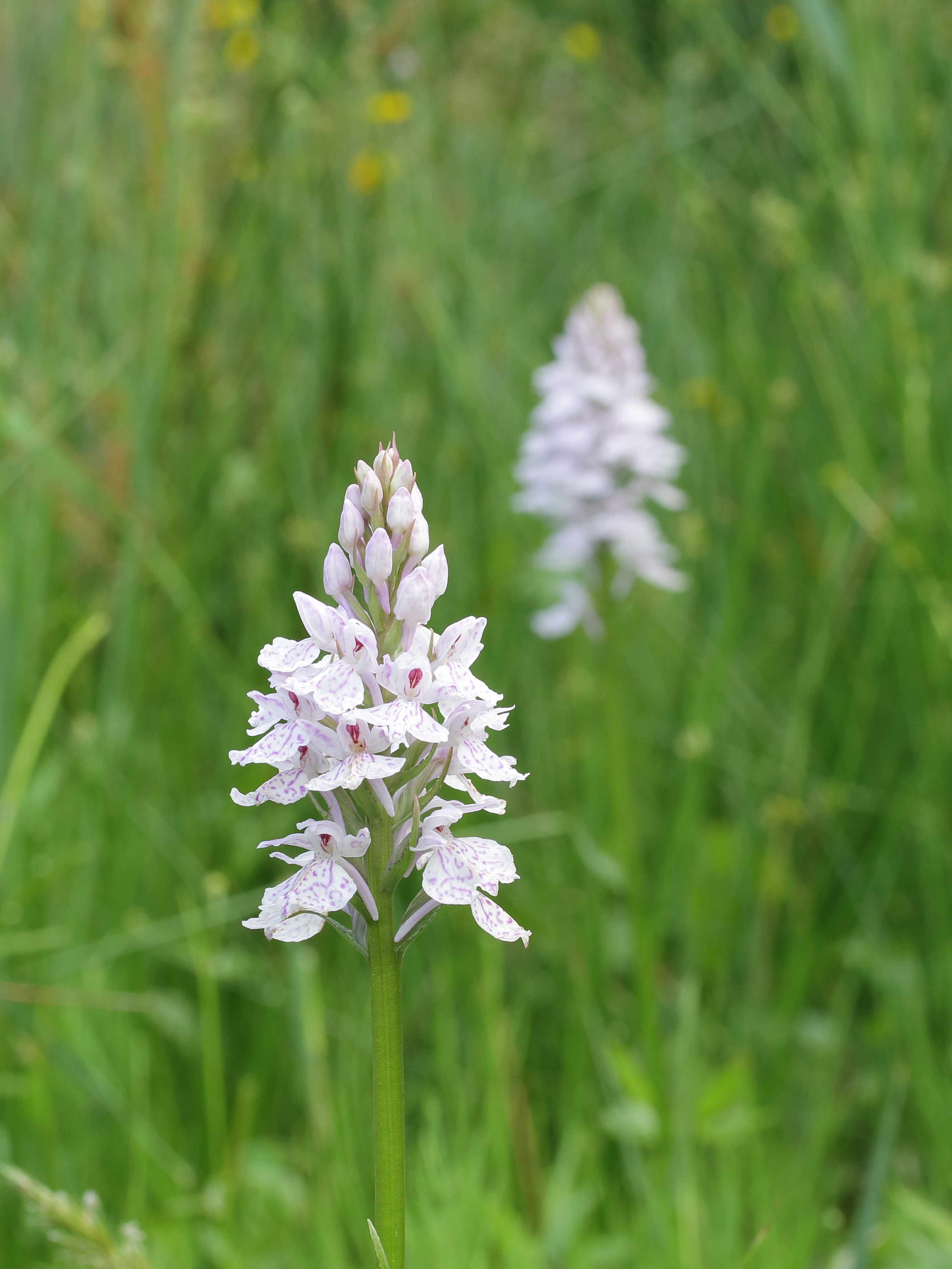 Orchis 02