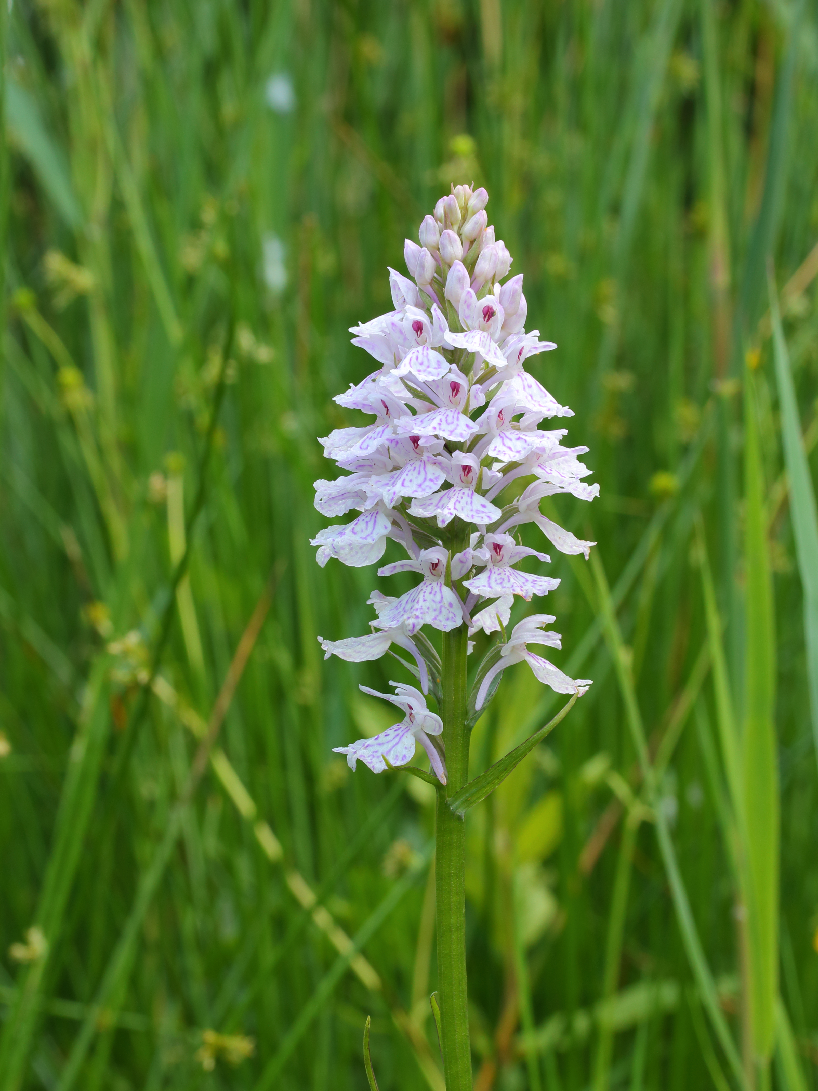 Orchis 03