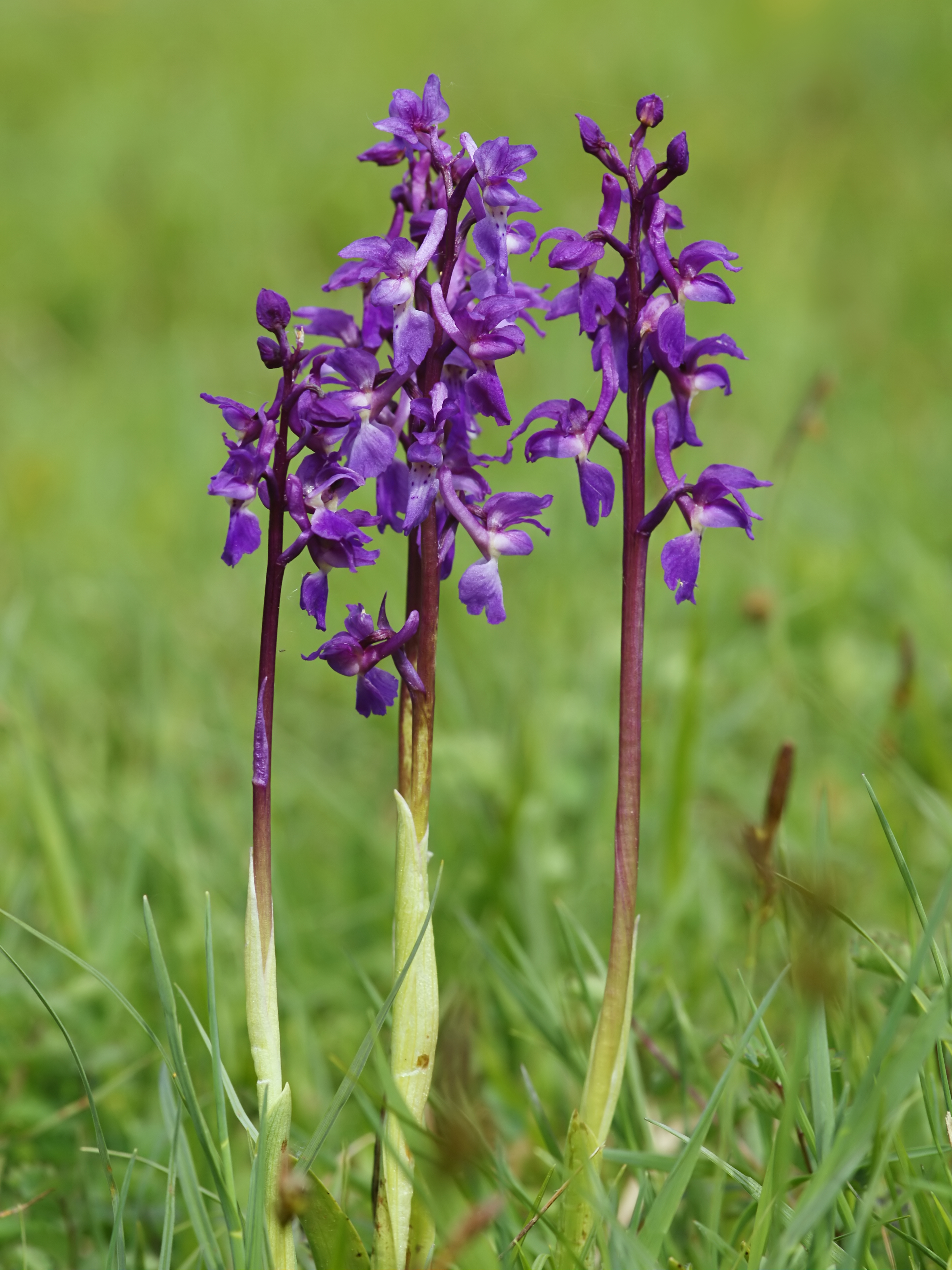 Orchis mascula (trio)