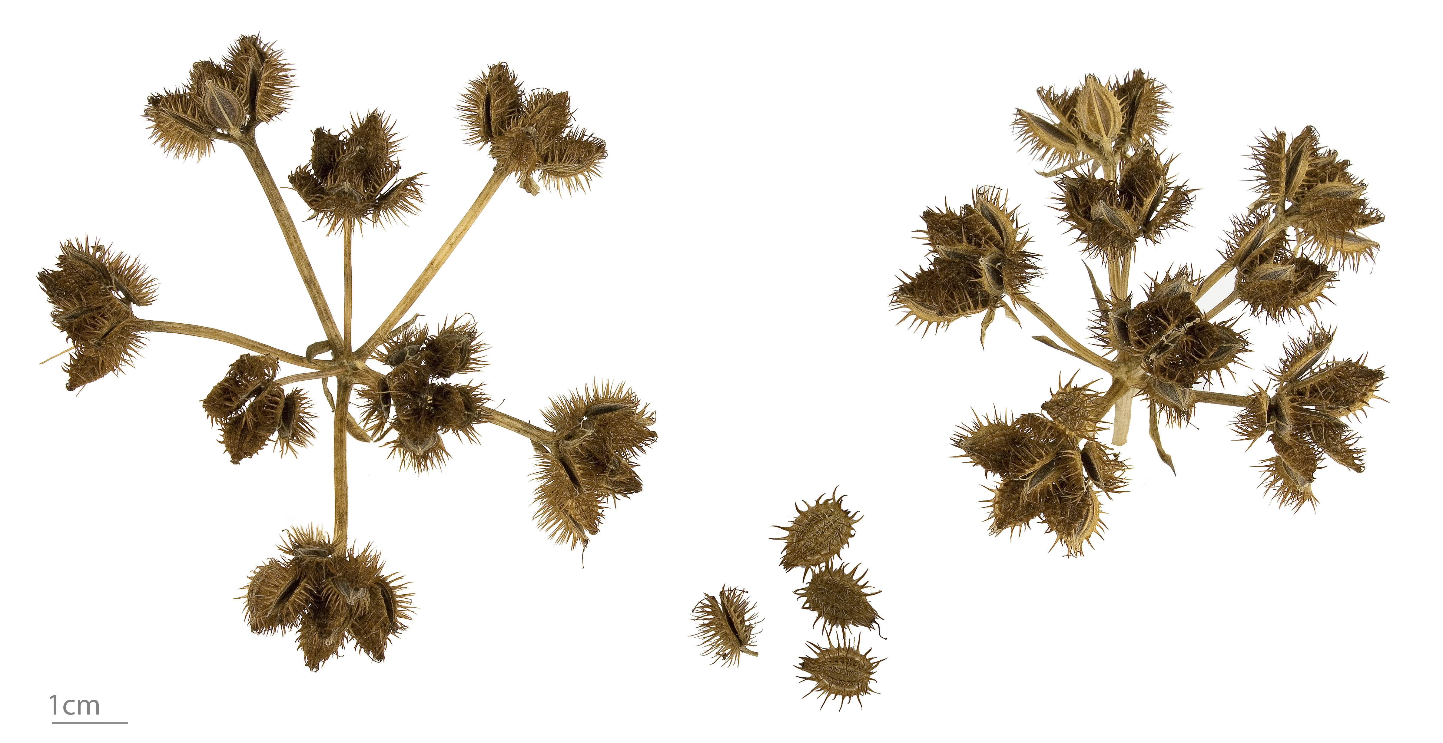 Orlaya grandiflora MHNT.BOT.2012.10.25