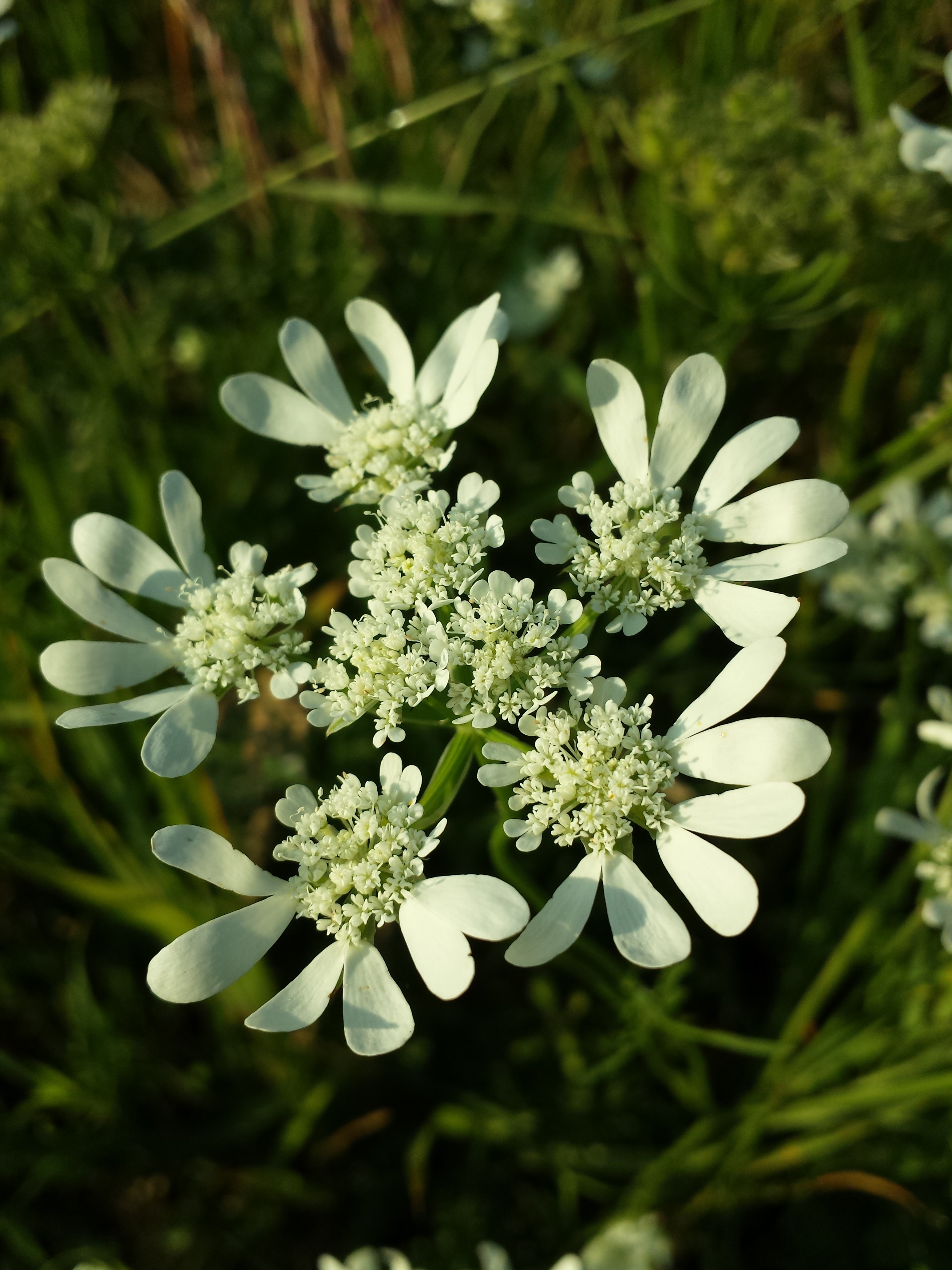 Orlaya grandiflora sl21