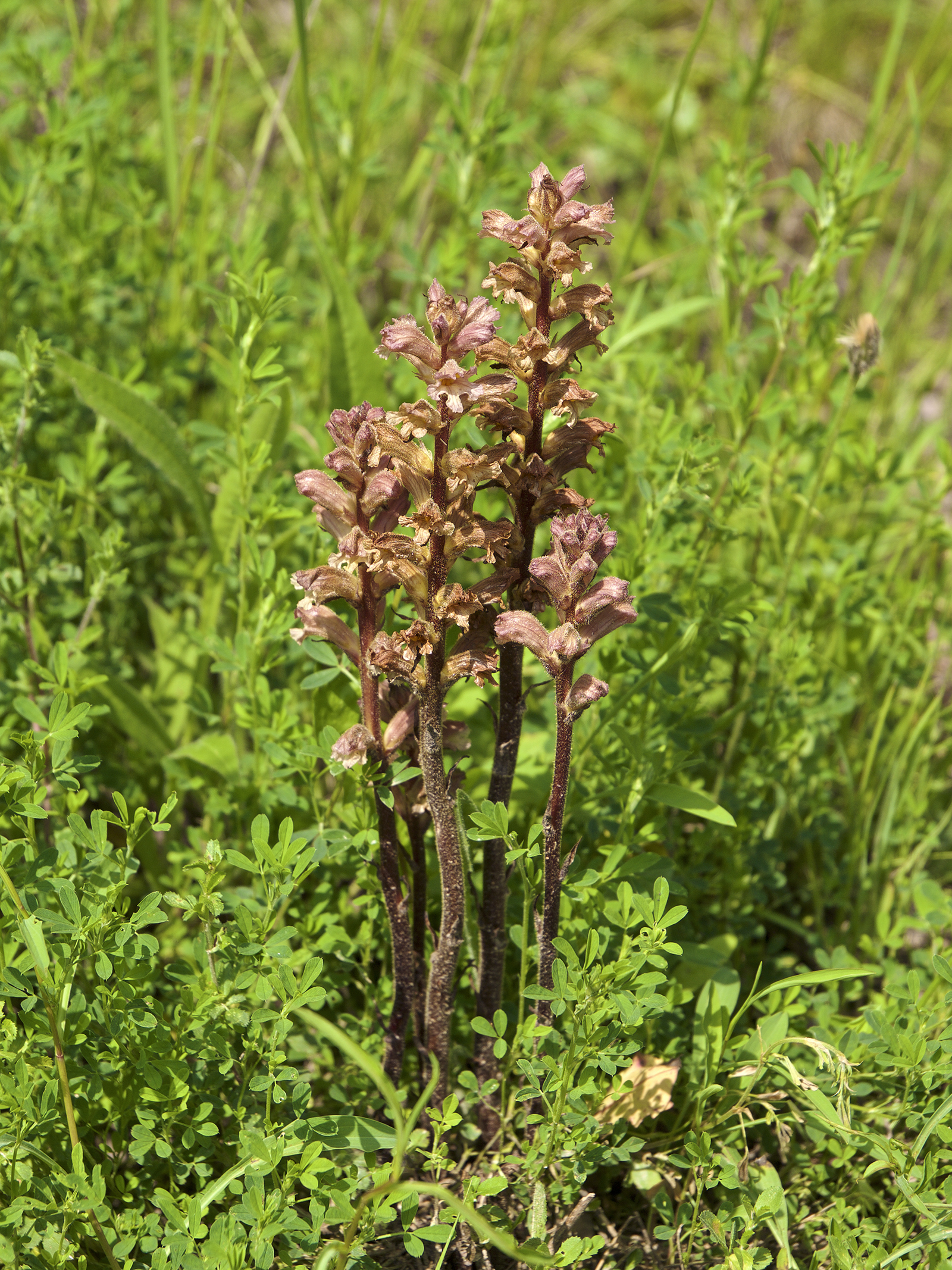 Orobanche lutea LC0405