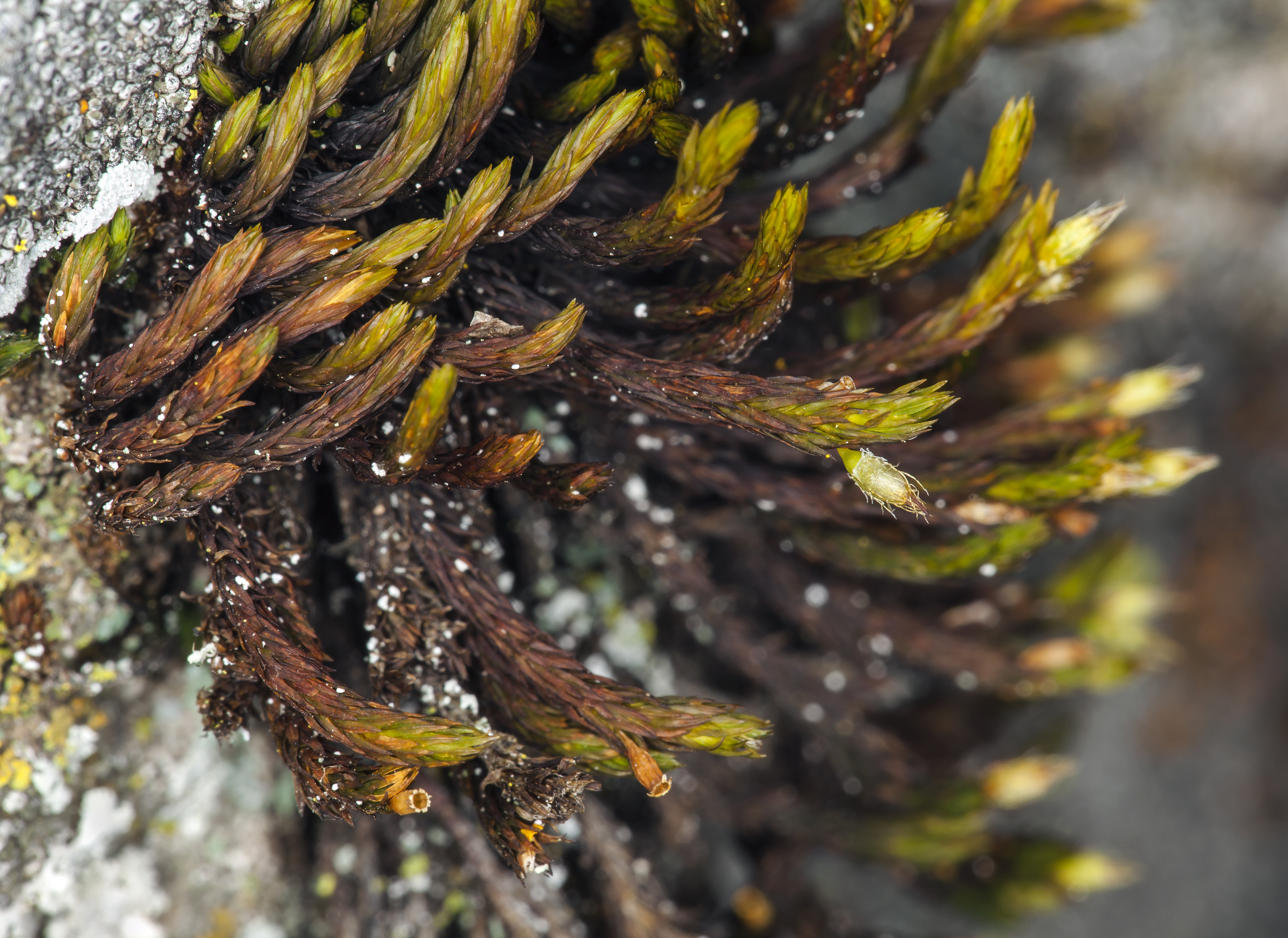 Orthotrichum bolanderi (Bolander's orthotrichum moss) (7045557343)